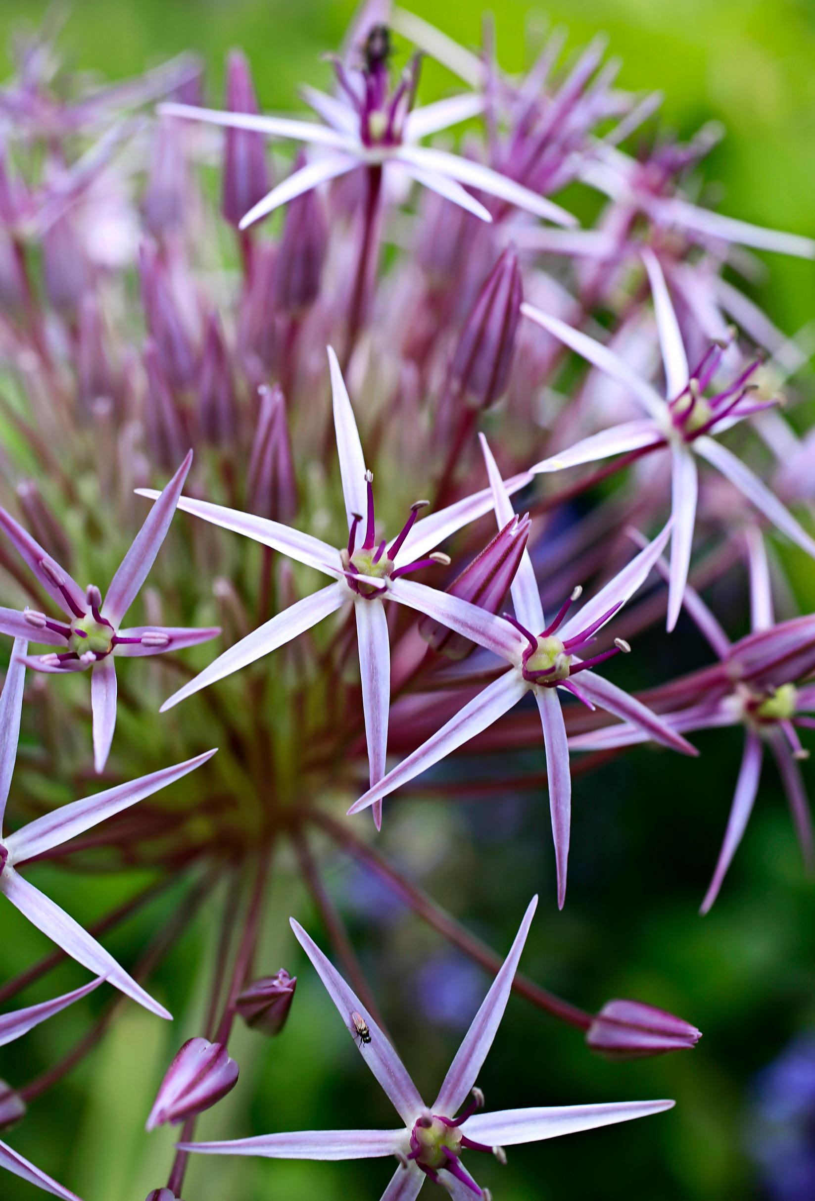 How to grow alliums