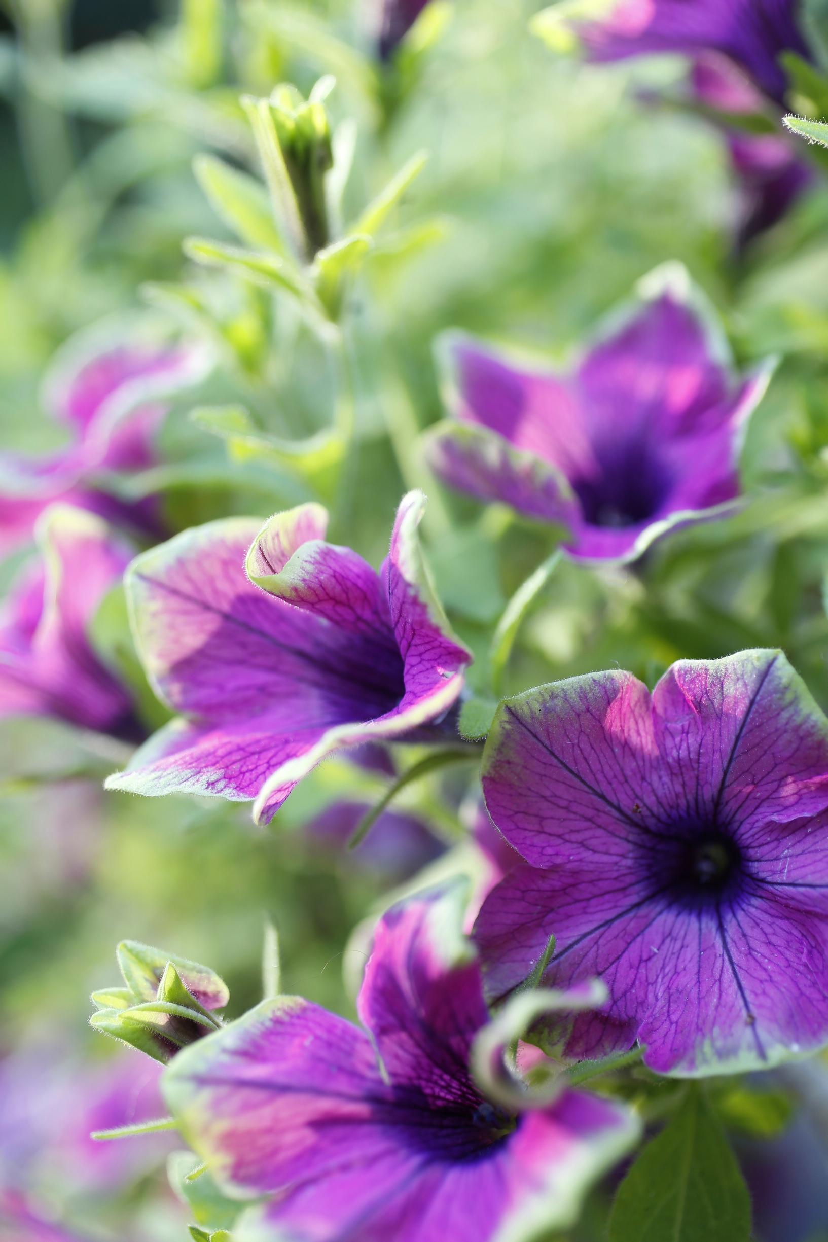 Petunia