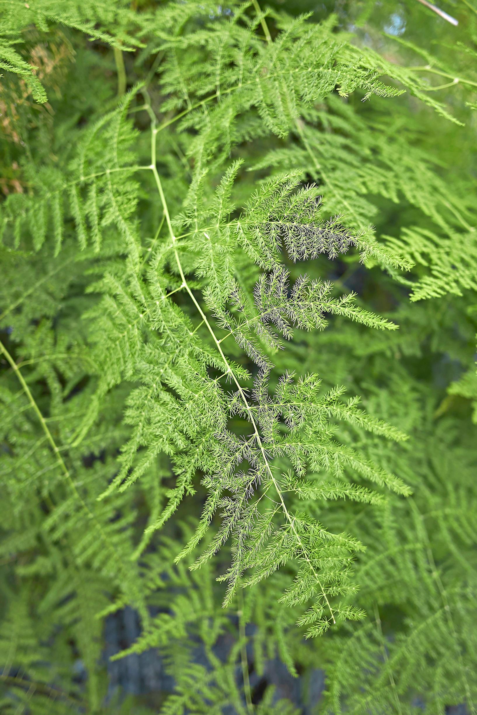 Growing plant cuttings