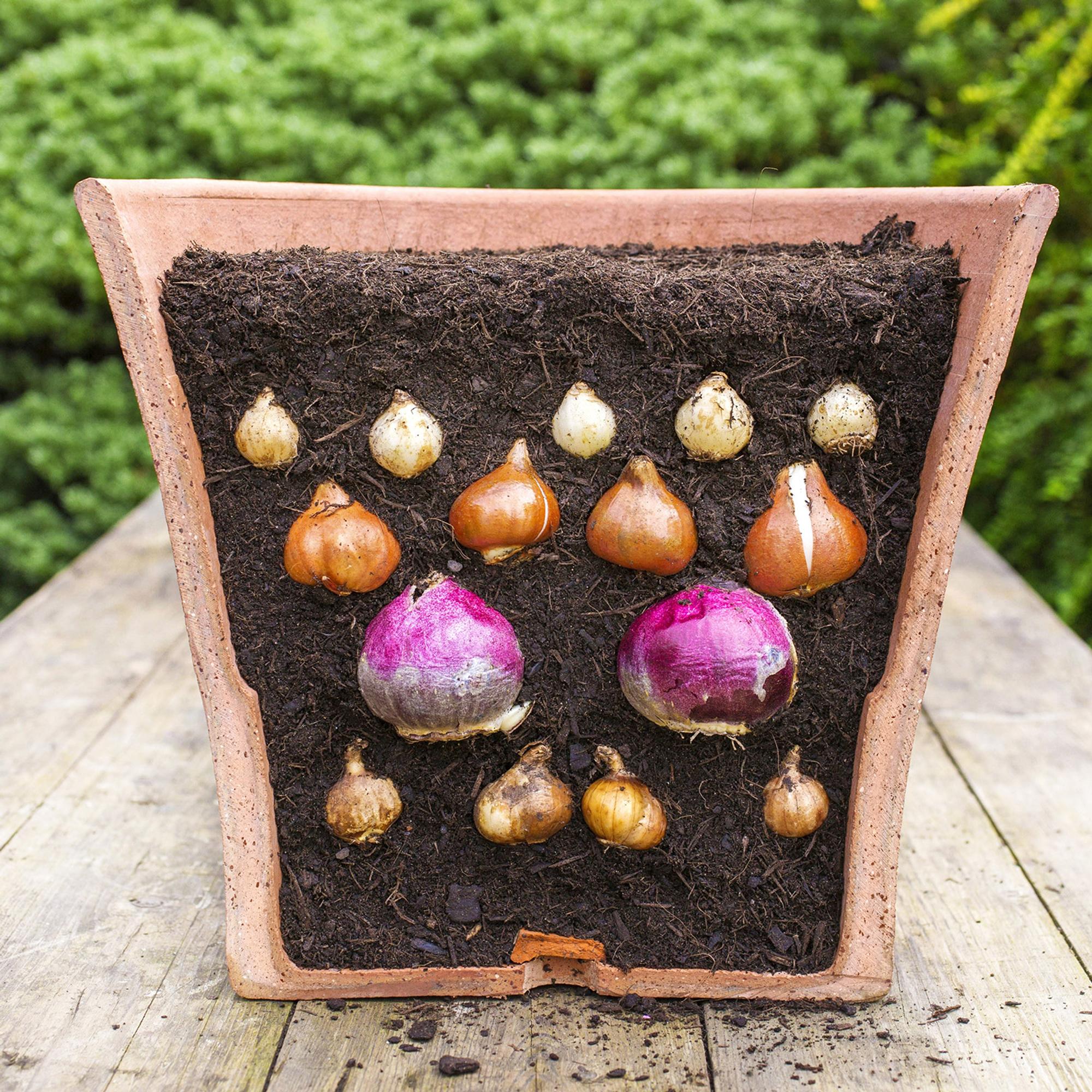 Layered bulb lasagna: a joyful spring show in one pot