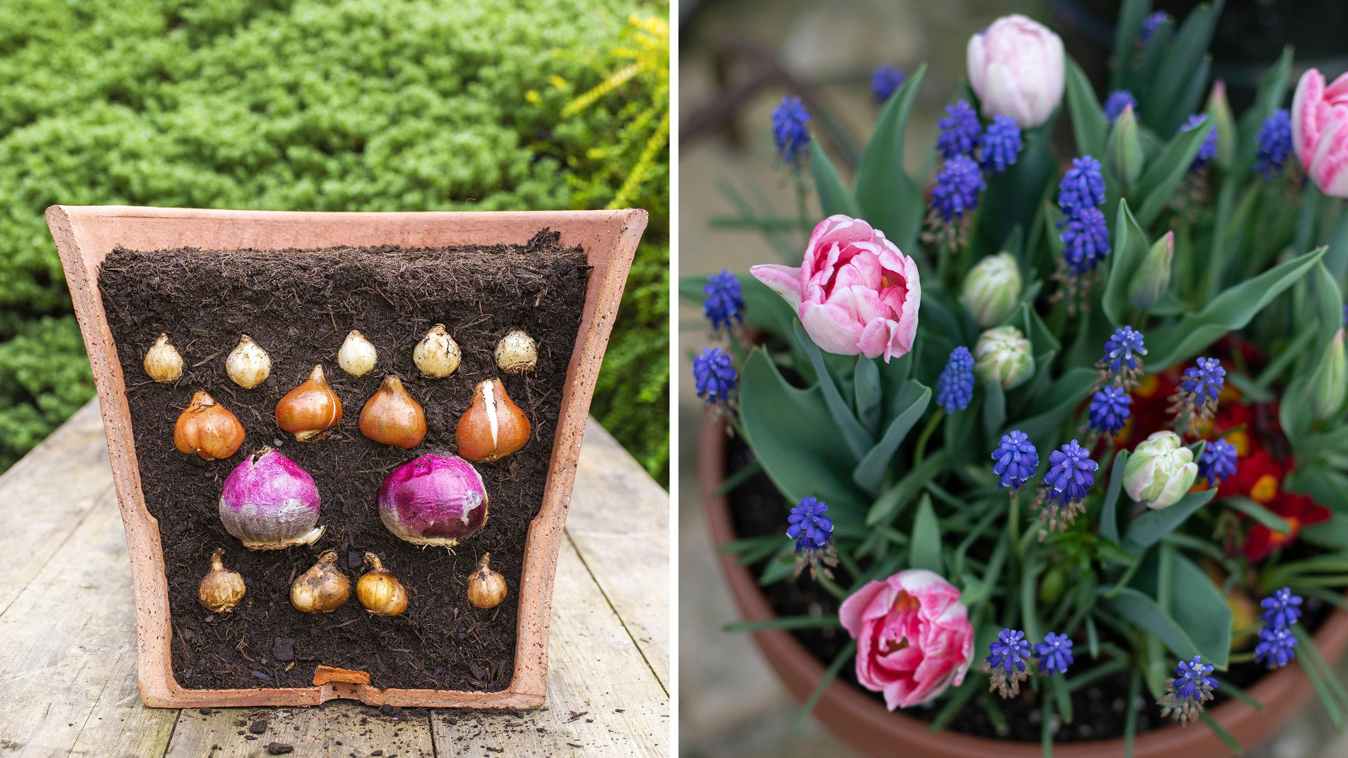 Layered bulb lasagna: a joyful spring show in one pot