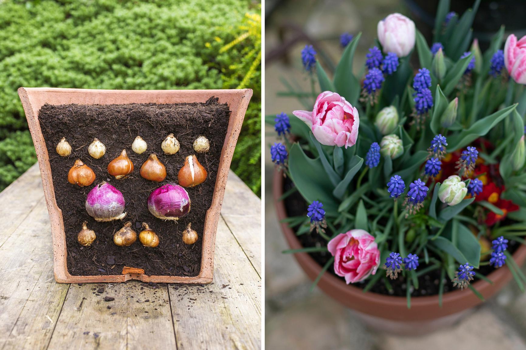 Bulb lasagna planting in a pot  here's how to do it | Kotona Living