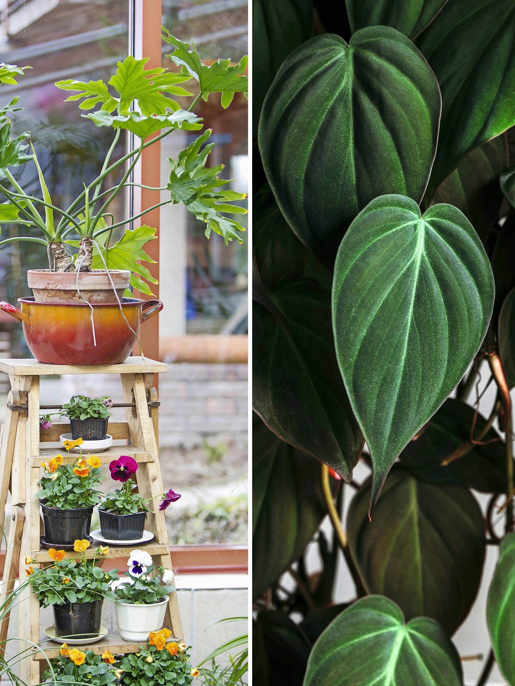 Philodendrons: how to care for them, best potting mixes, and easiest varieties