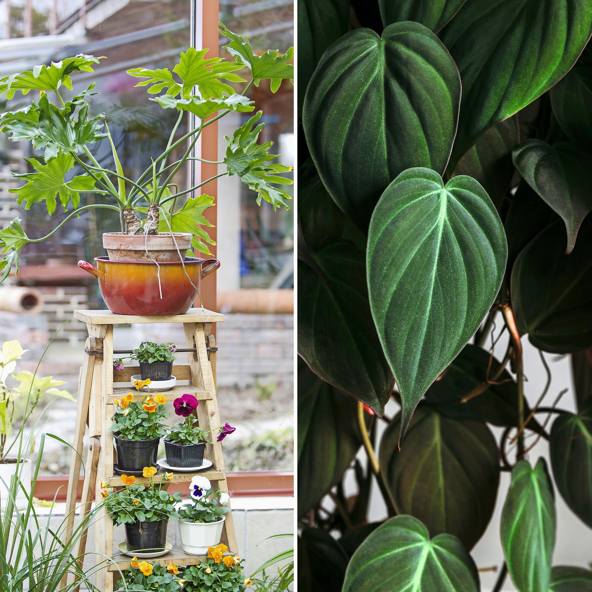 Philodendrons: how to care for them, best potting mixes, and easiest varieties