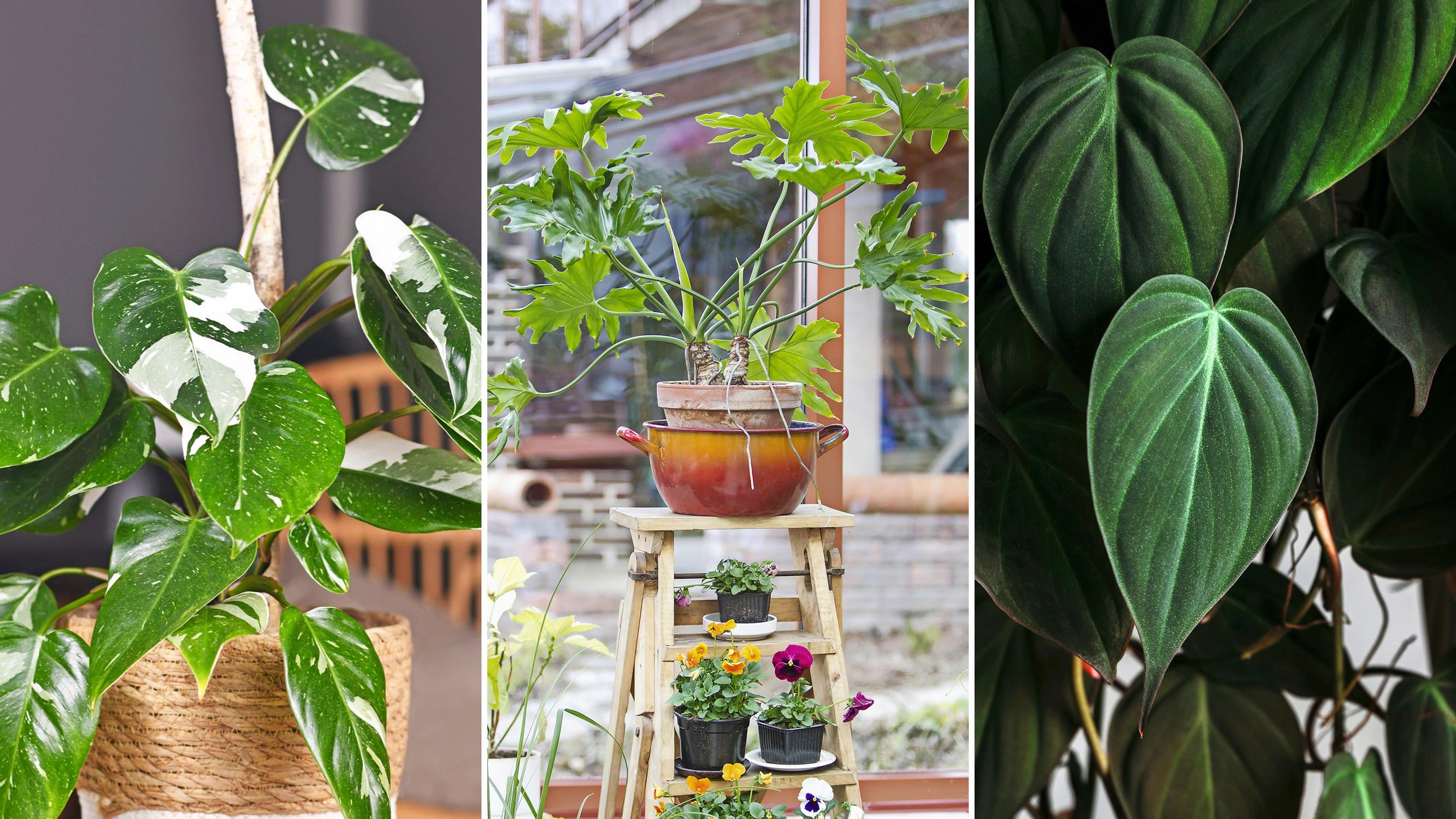 Philodendrons: how to care for them, best potting mixes, and easiest varieties