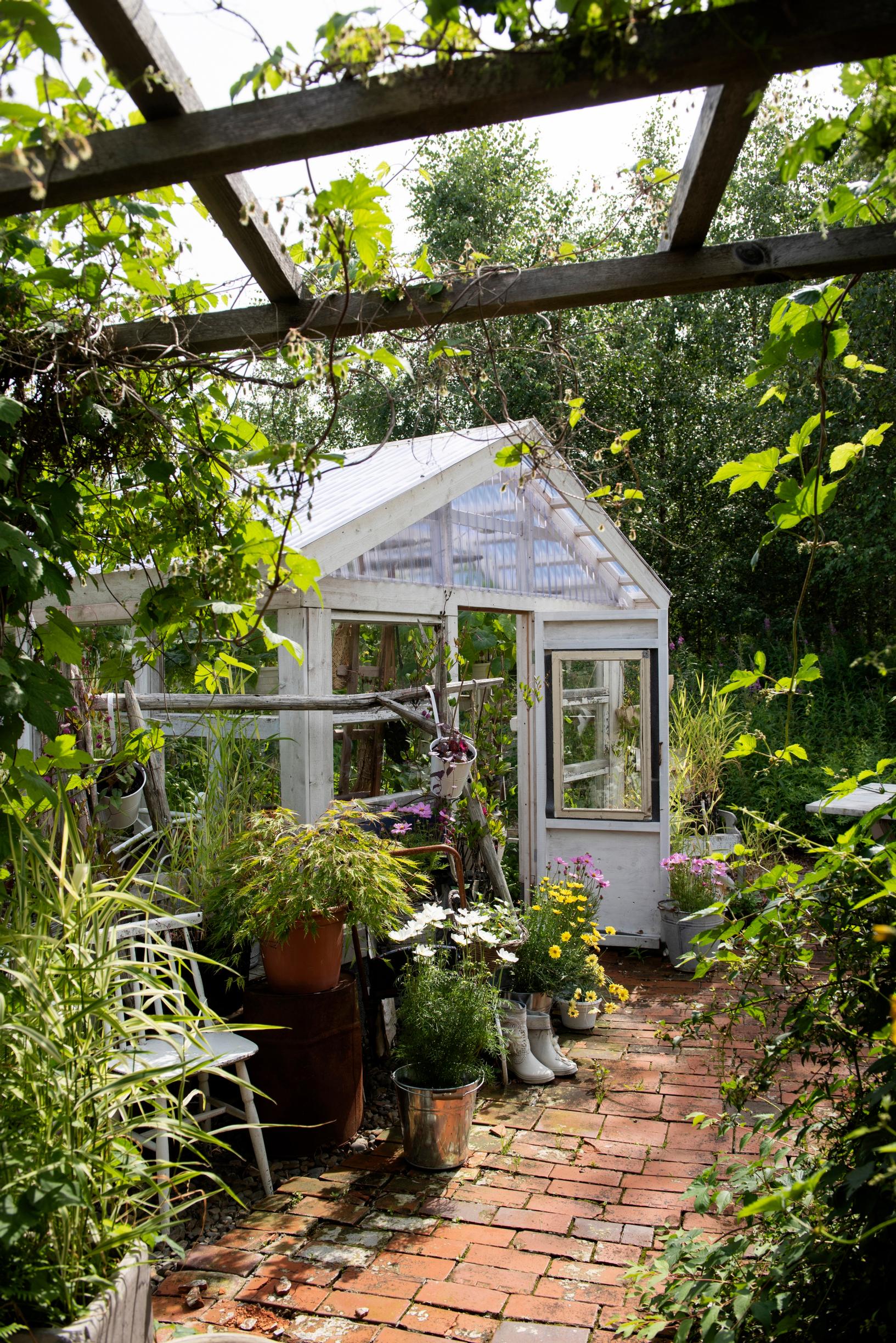 Among other things, cucumbers grow in the greenhouse