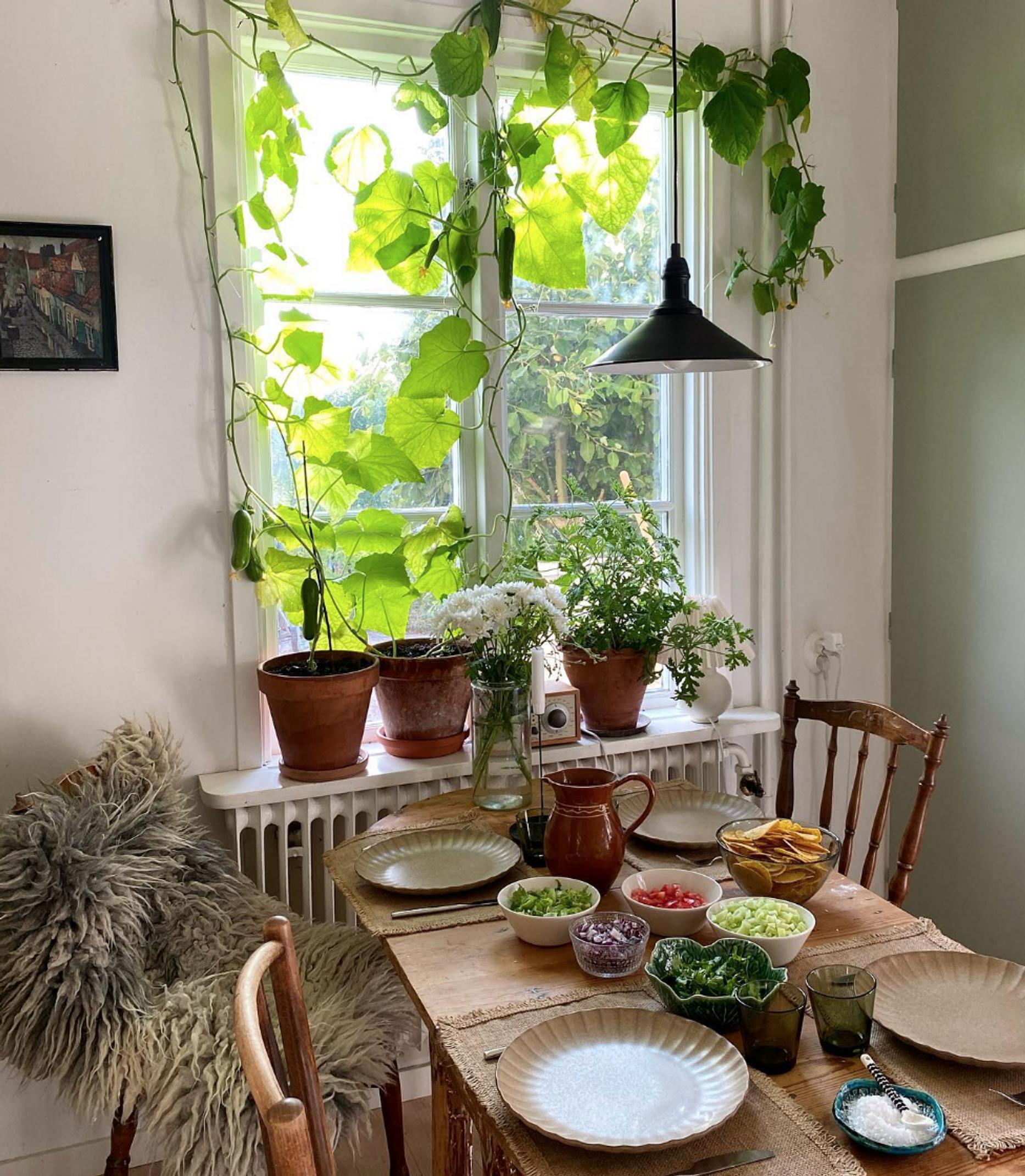 Window cucumber growing in Malin Brostad’s kitchen