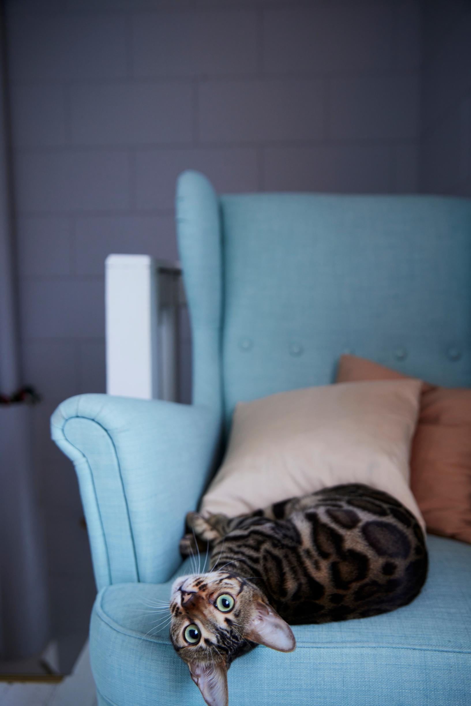 A cat on an armchair
