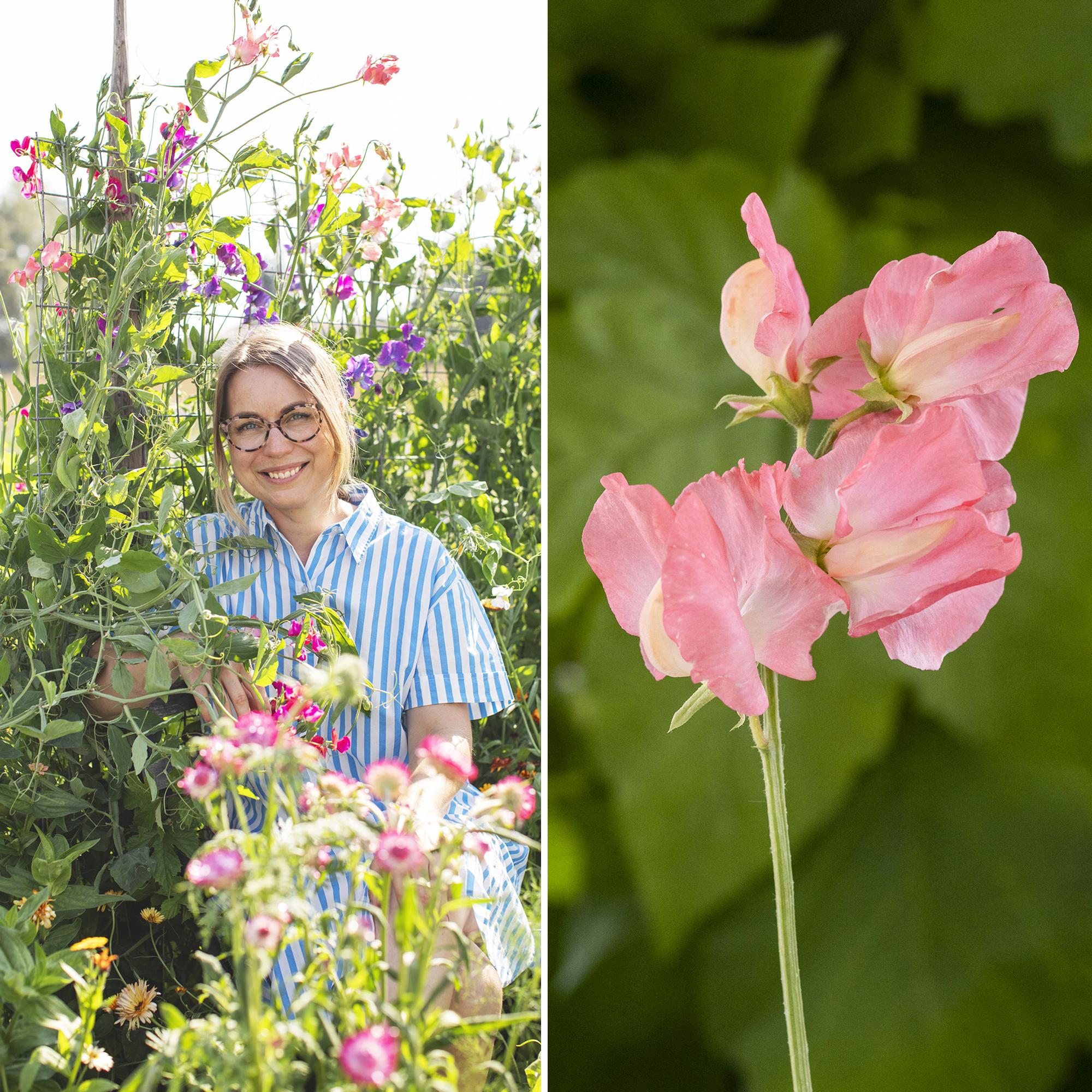 Sweet peas stole gardener-florist Sini’s heart: discover top growing tips and stunning varieties