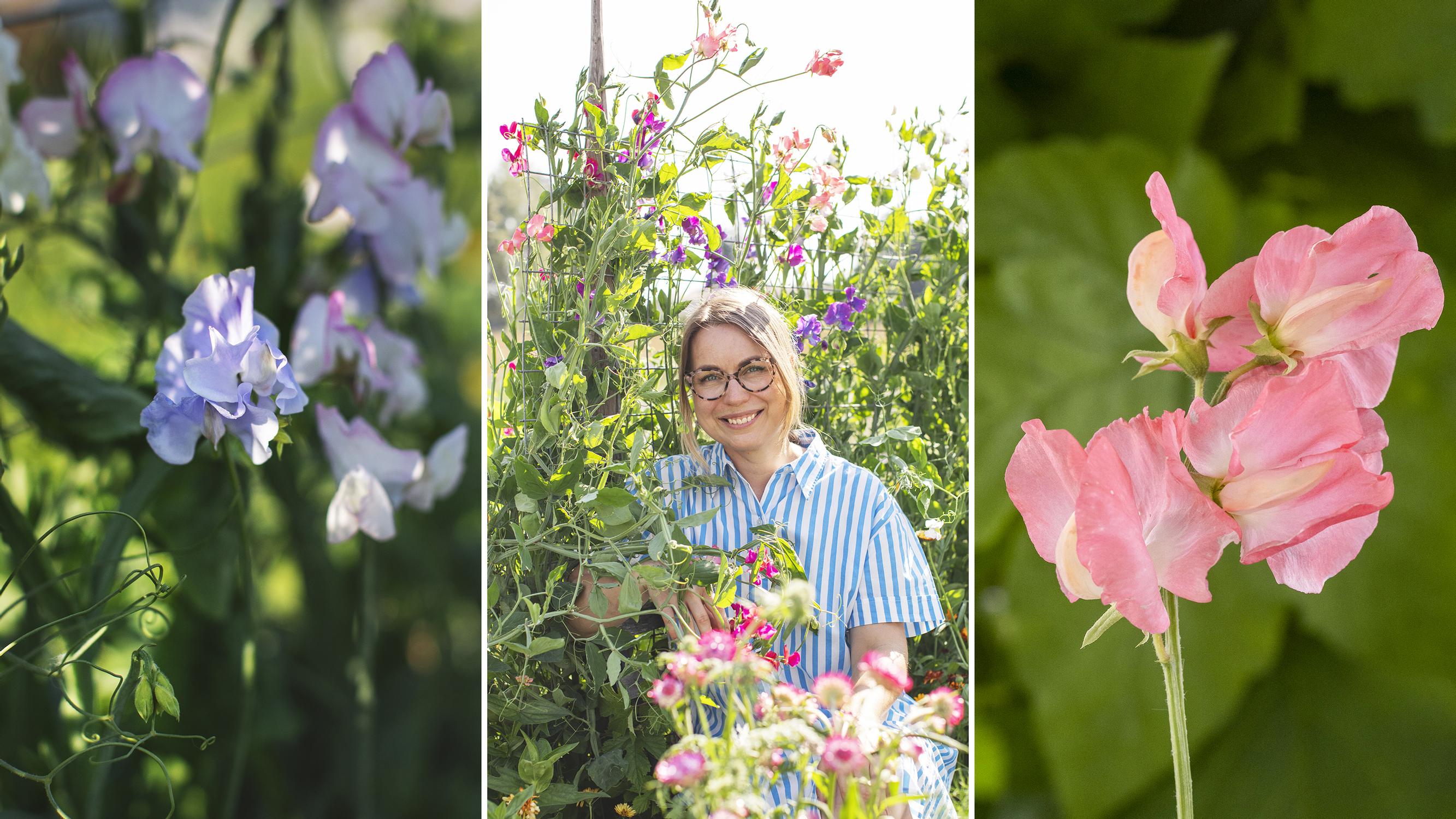 Sweet peas stole gardener-florist Sini’s heart: discover top growing tips and stunning varieties
