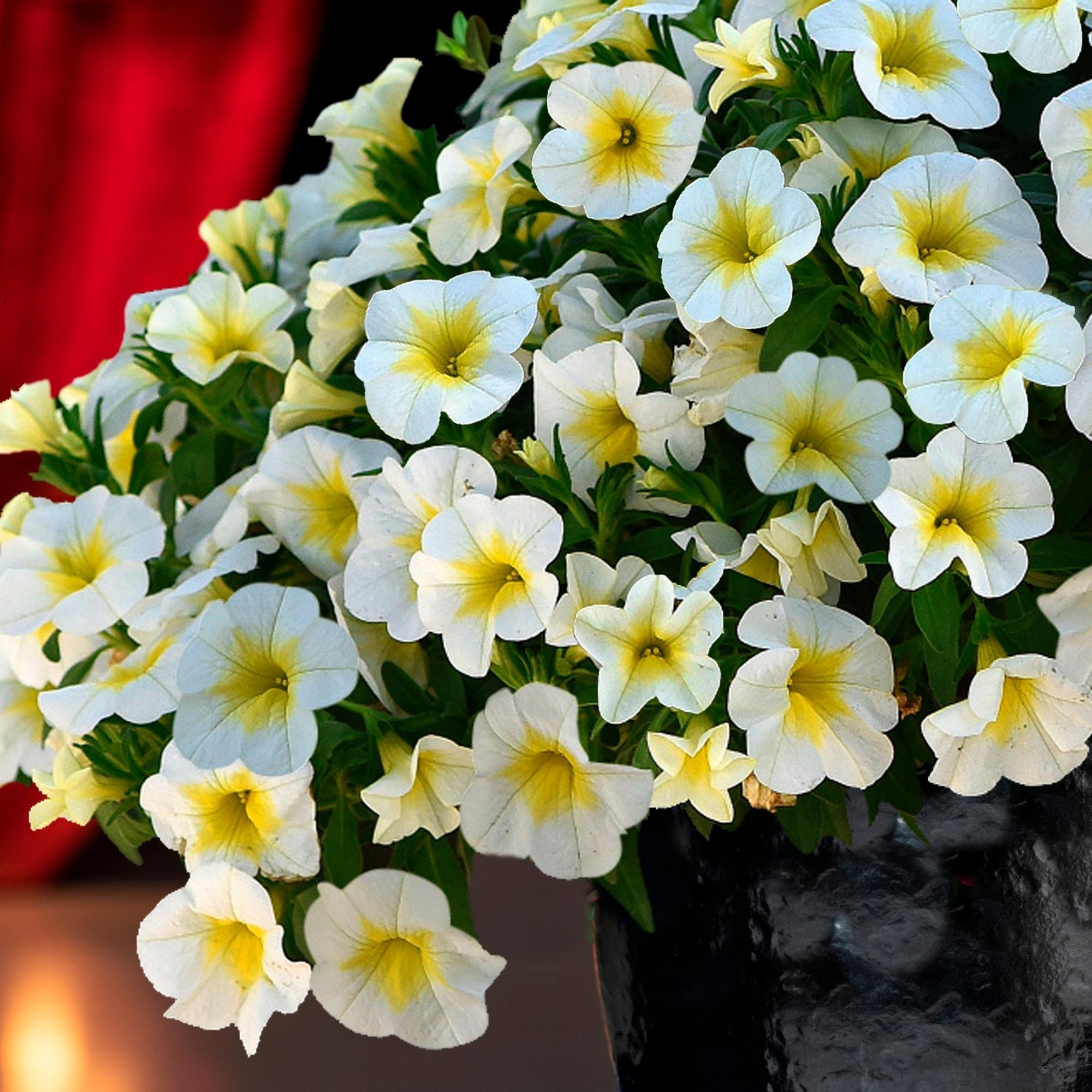 Million bells ‘Frosty Lemon’ does not require deadheading.