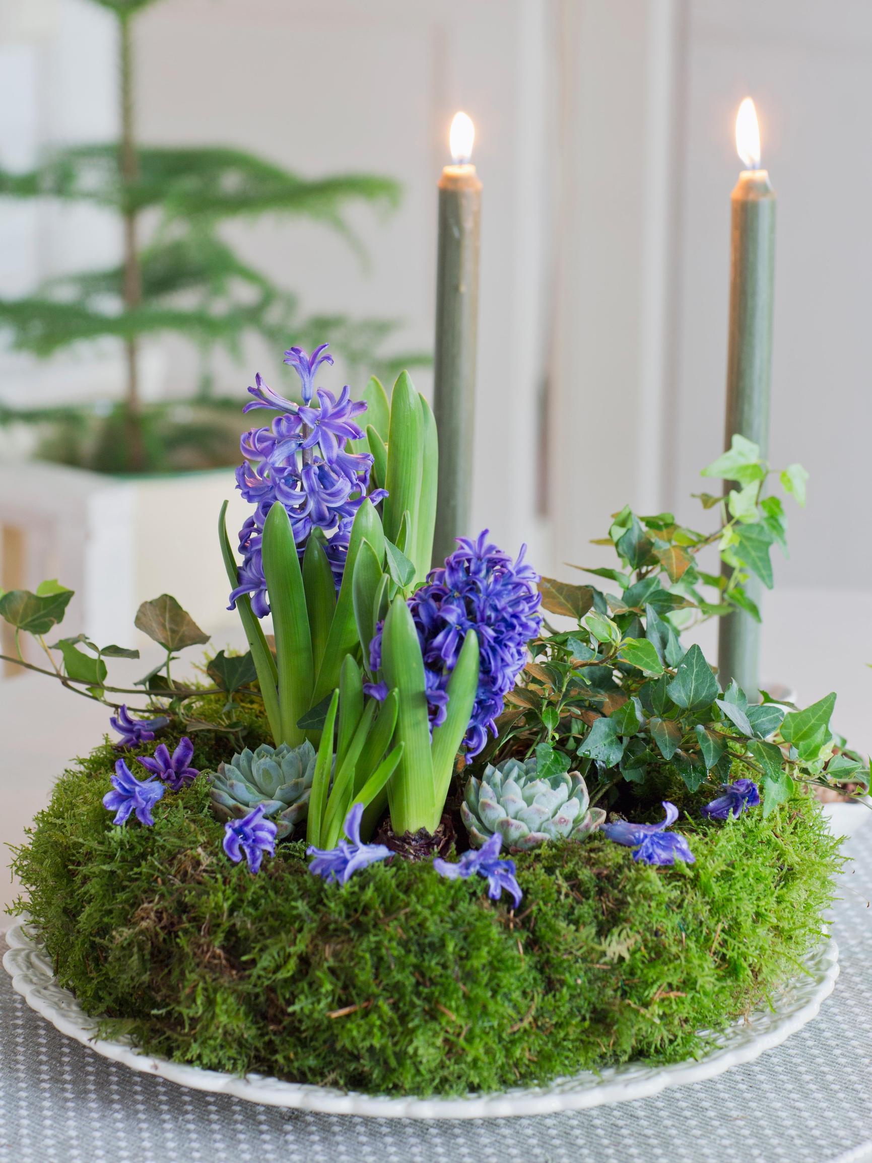Hyacinth, a Christmas classic: how to keep it blooming longer