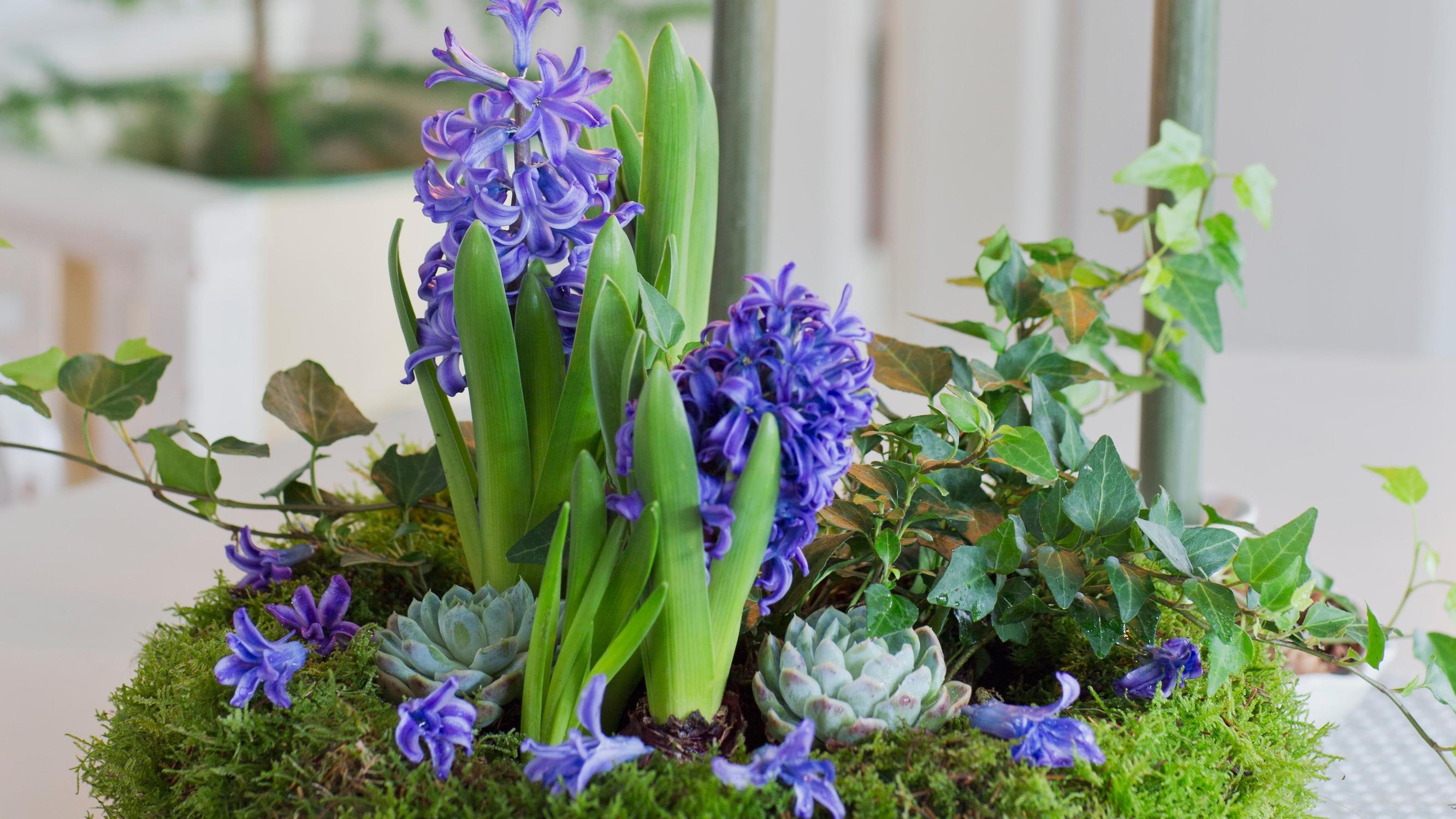 Hyacinth, a Christmas classic: how to keep it blooming longer