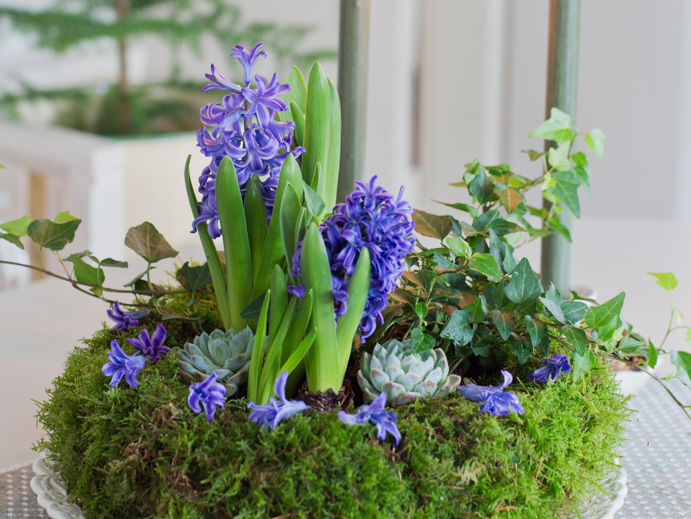 Hyacinth, a Christmas classic: how to keep it blooming longer