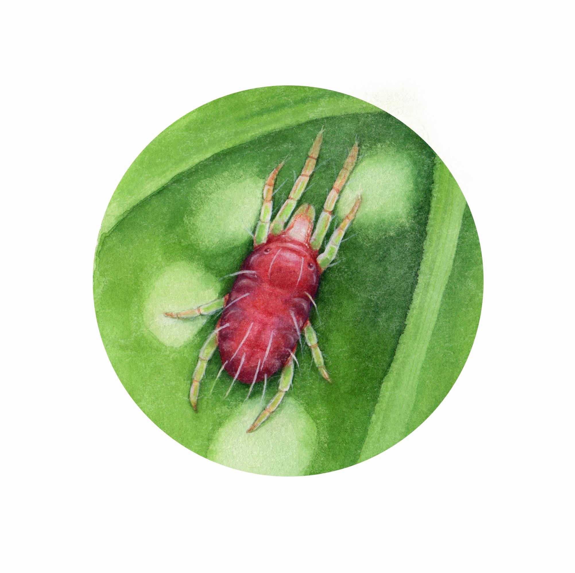 Houseplant pests: red spider mite