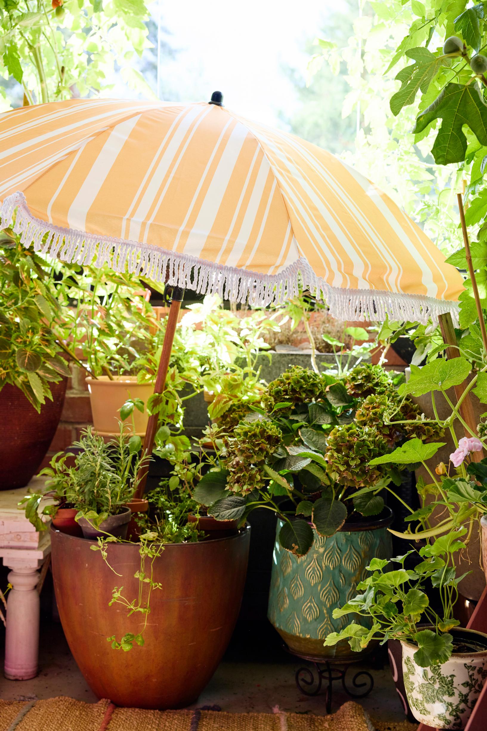 A sun umbrella protects a hydrangea on the sunny balcony.