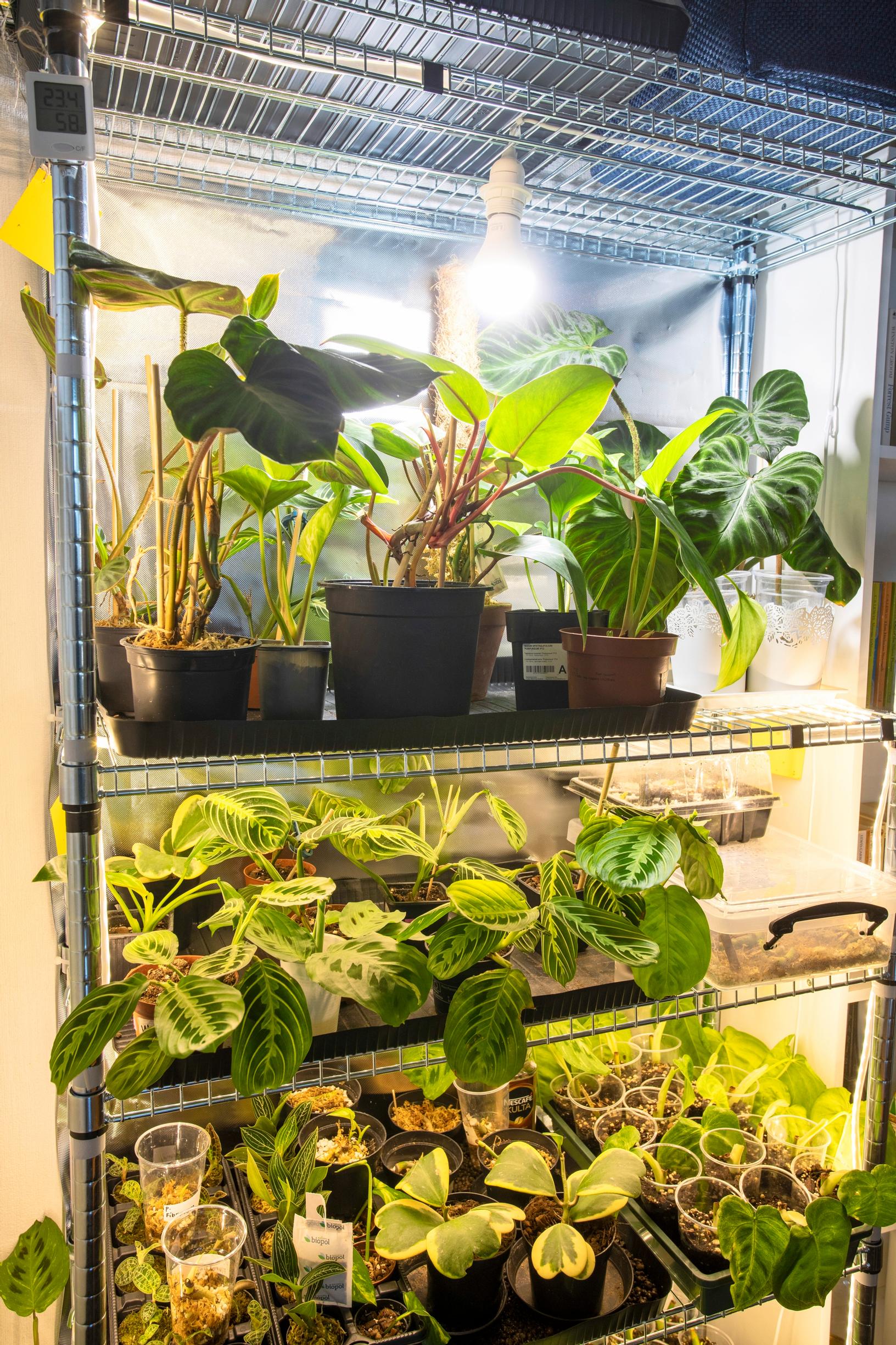 cuttings under plant lighting