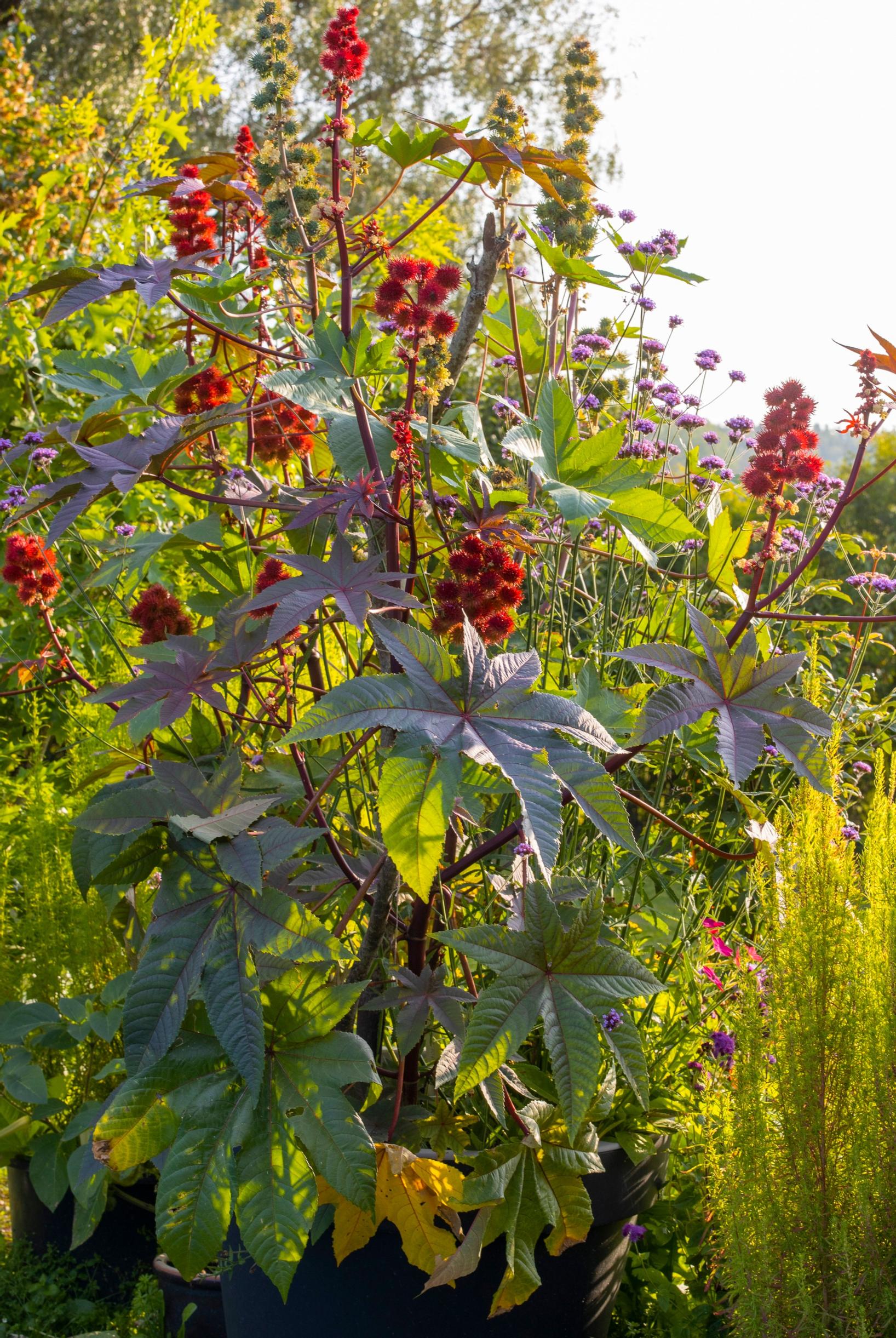 Castor bean ‘Carmencita’