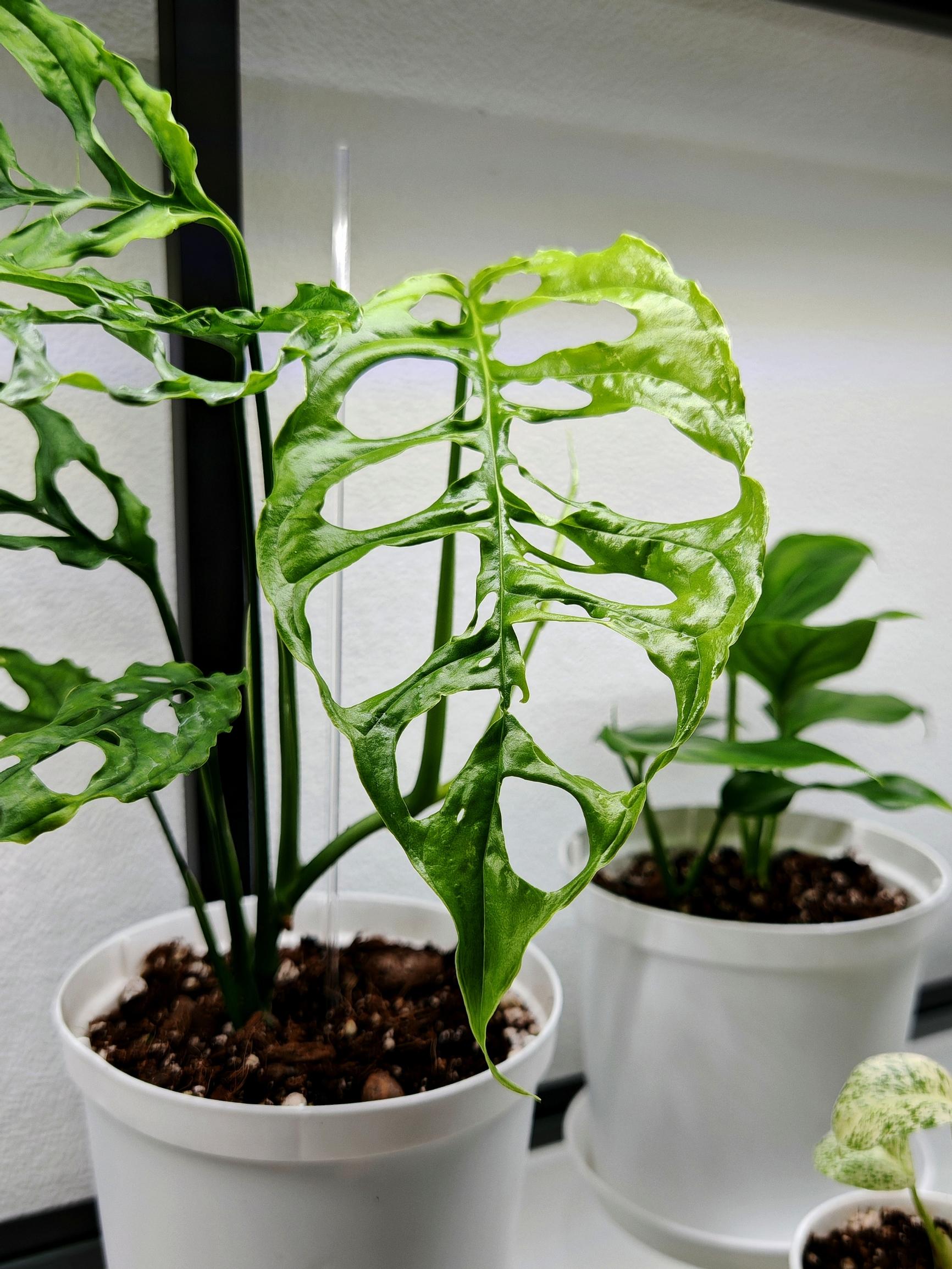 Monstera obliqua
