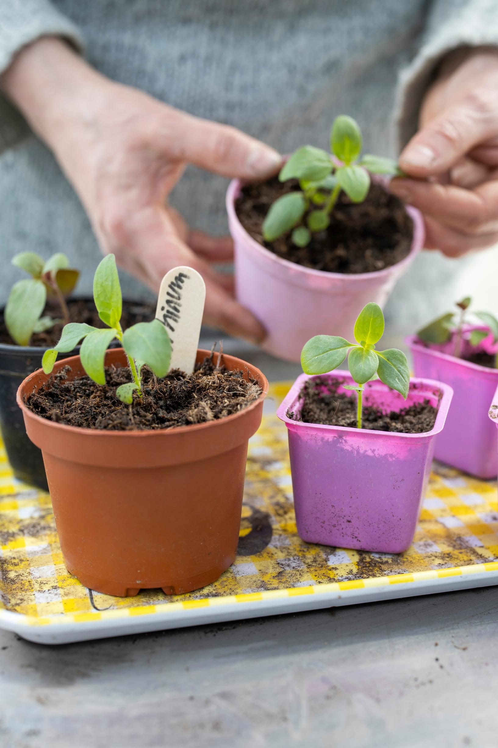 sowing tiny seeds