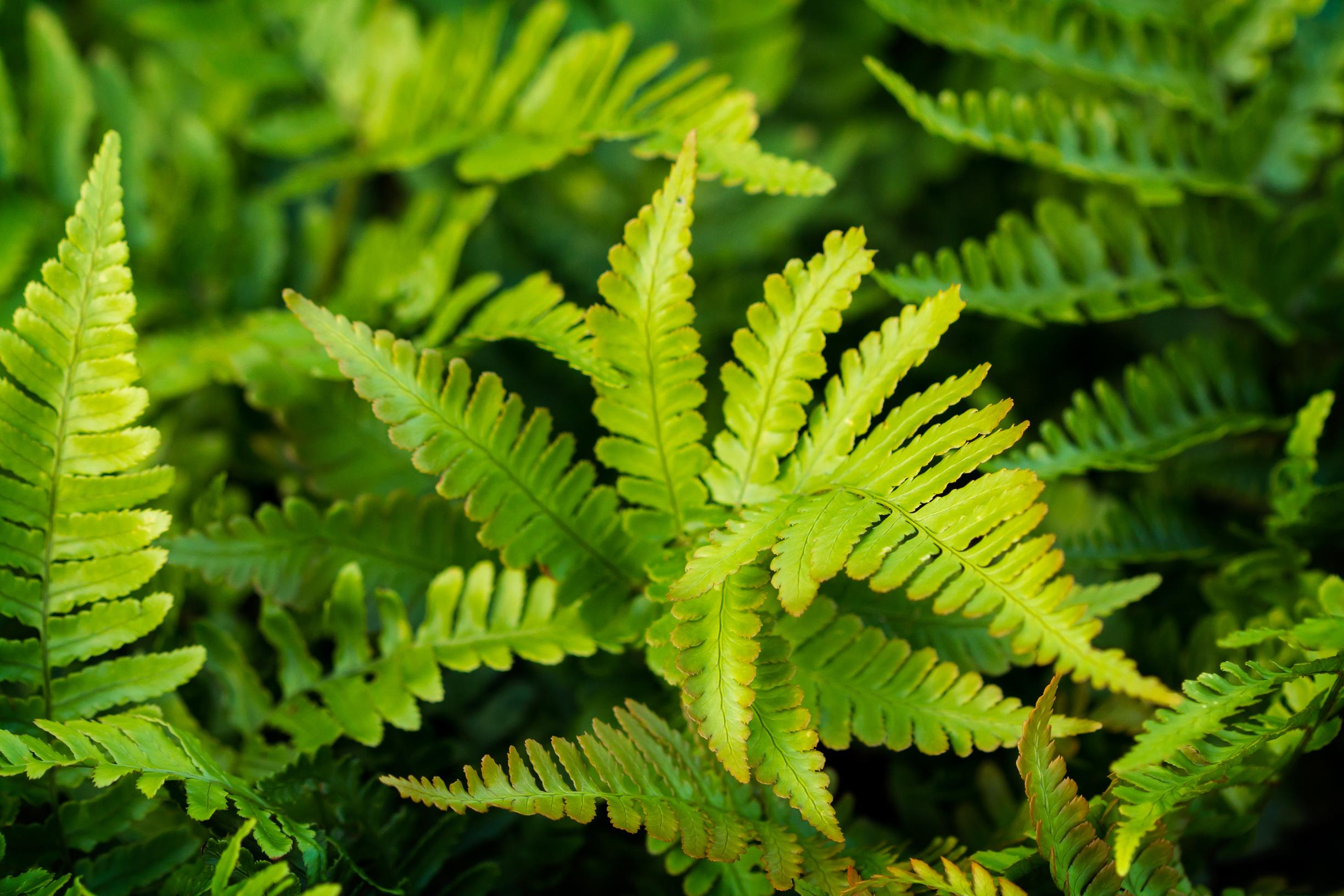 Soft shield fern