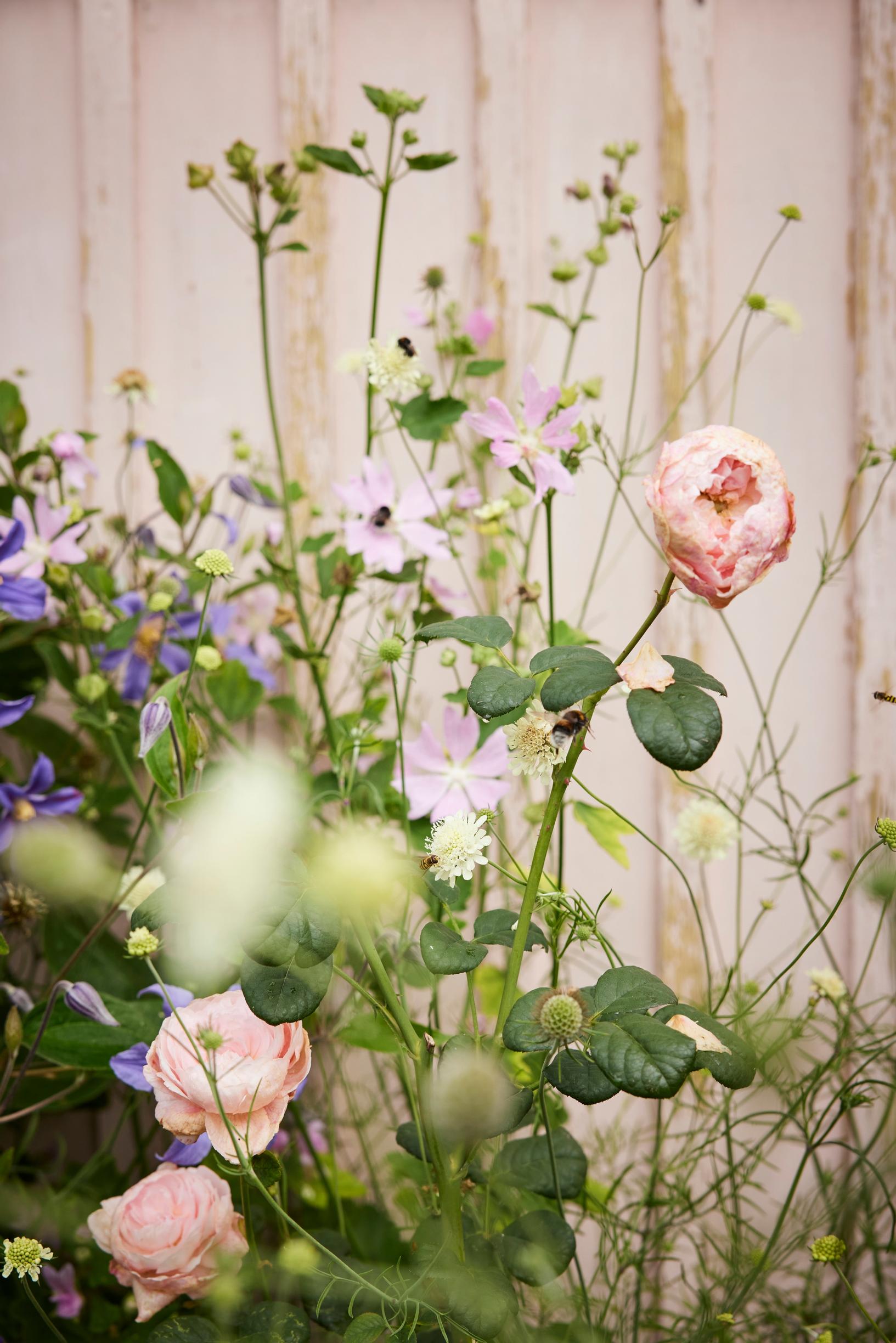 roses along the wall
