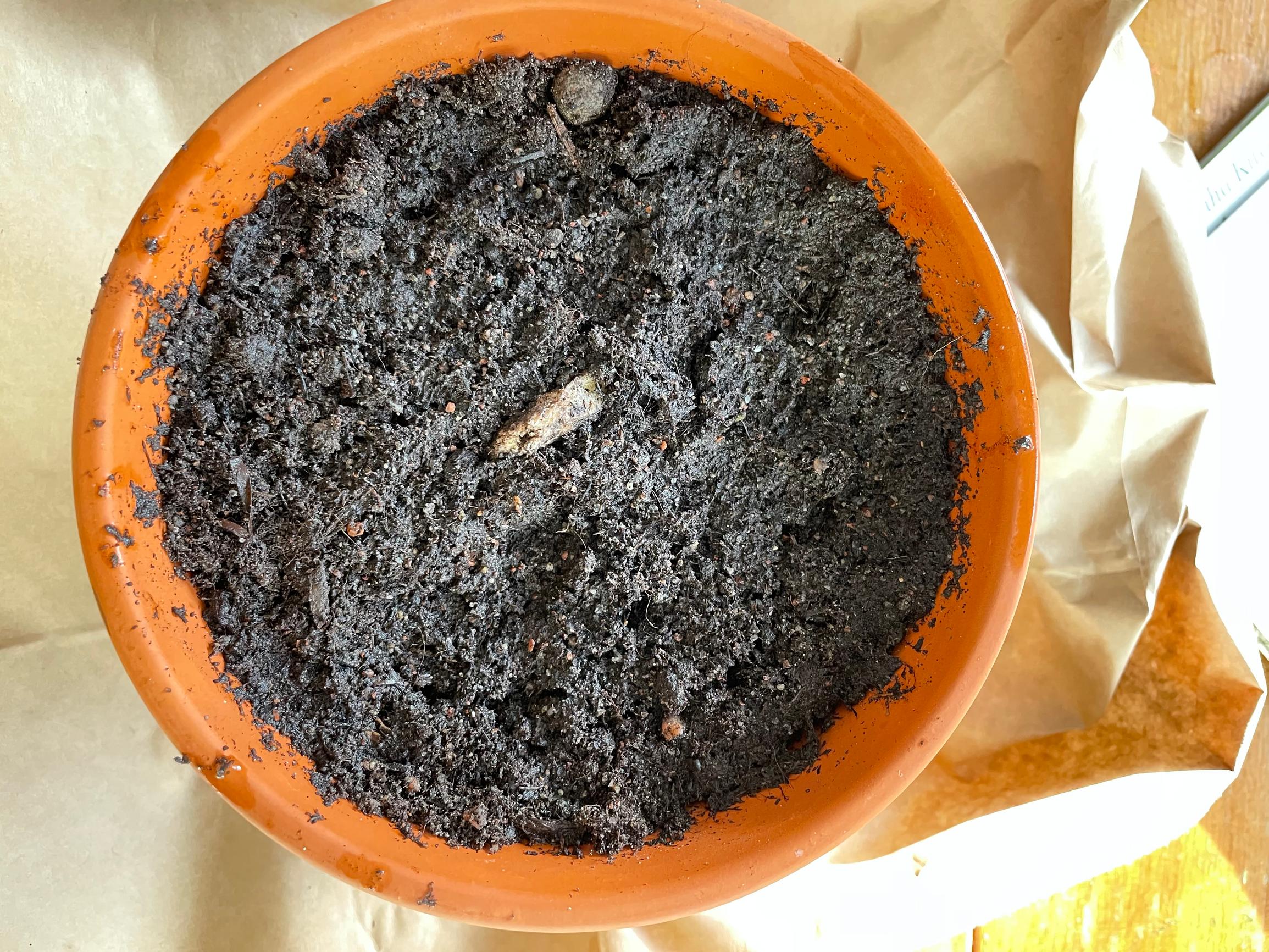 How to plant a mango seed from the fruit: Mango seed peeking out of soil in the pot
