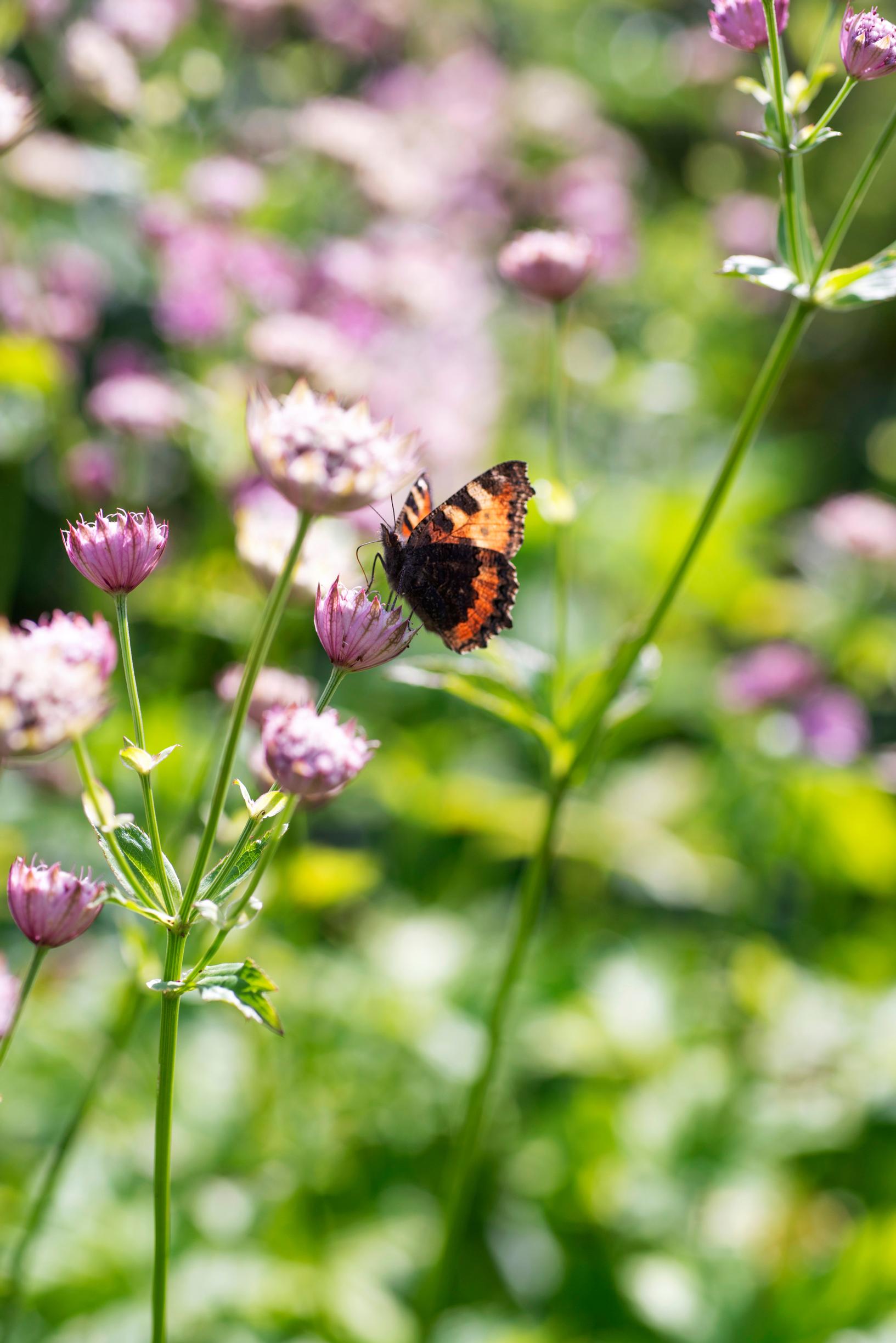 Masterwort is popular with butterflies and bees