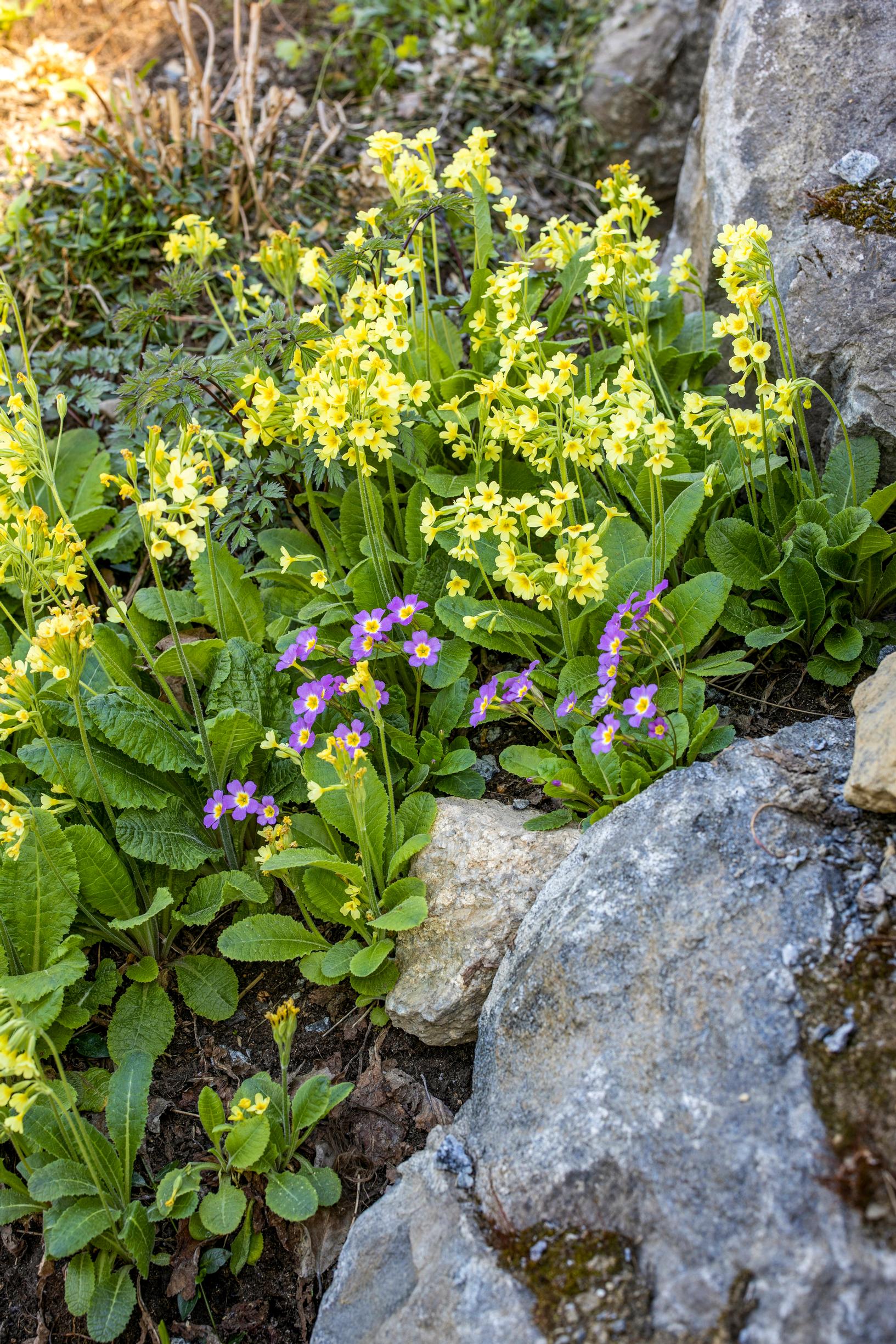 Primrose is more versatile than its reputation: the southern cowslip ‘Wild Form’ and a shorter, spontaneously appeared hybrid.