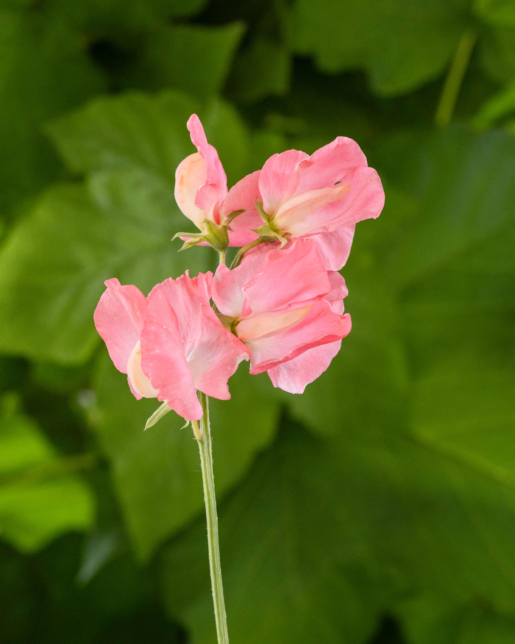 Sweet pea 'Heaven Scent'.