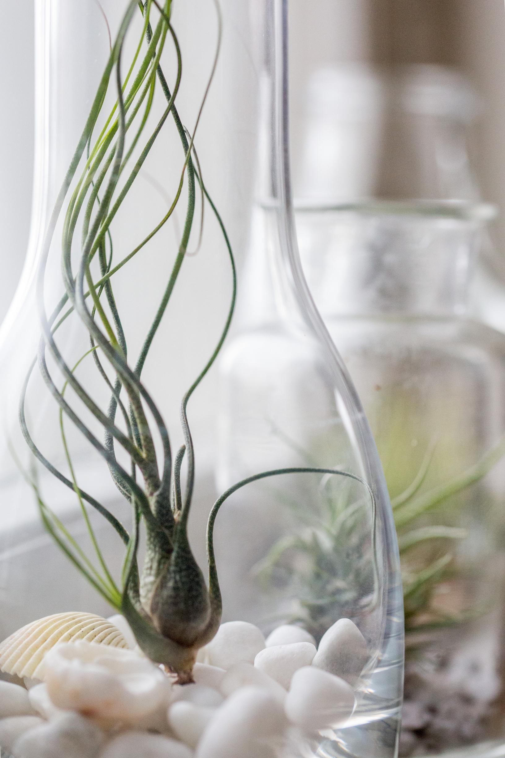 Low-maintenance houseplants: air plants