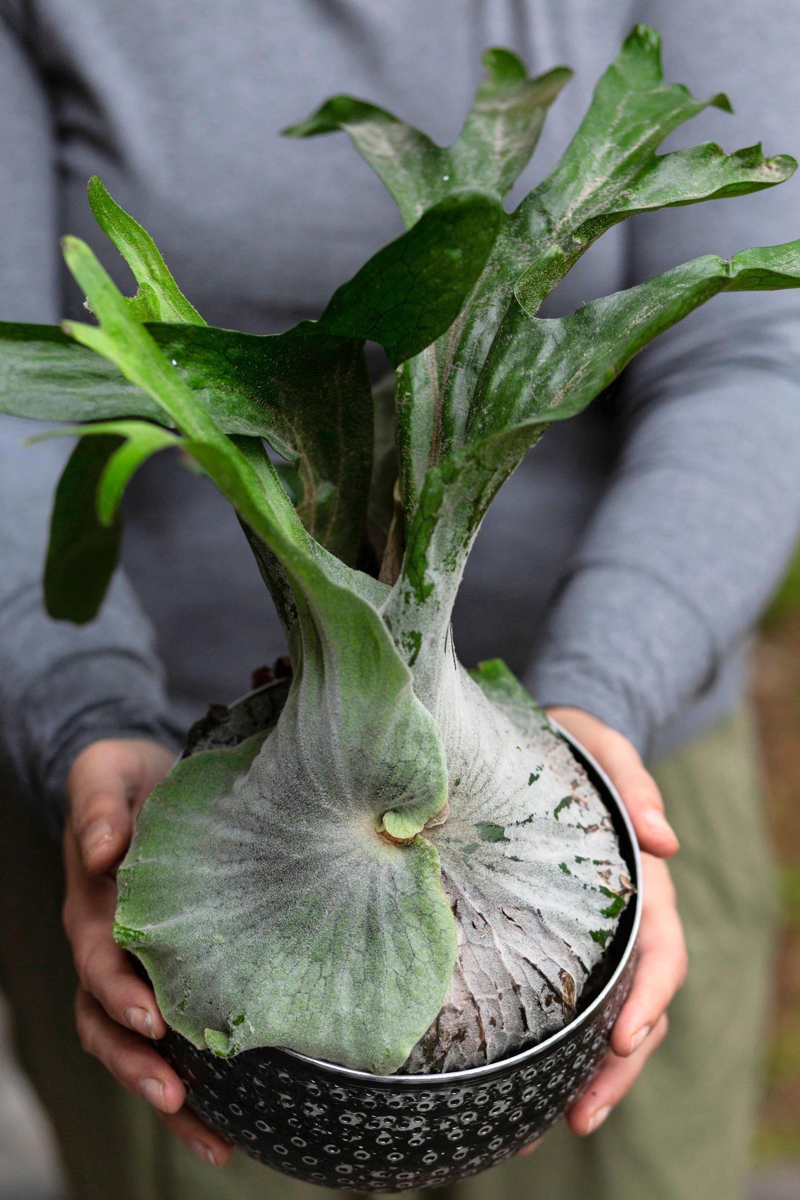 The giant staghorn fern is a striking houseplant.