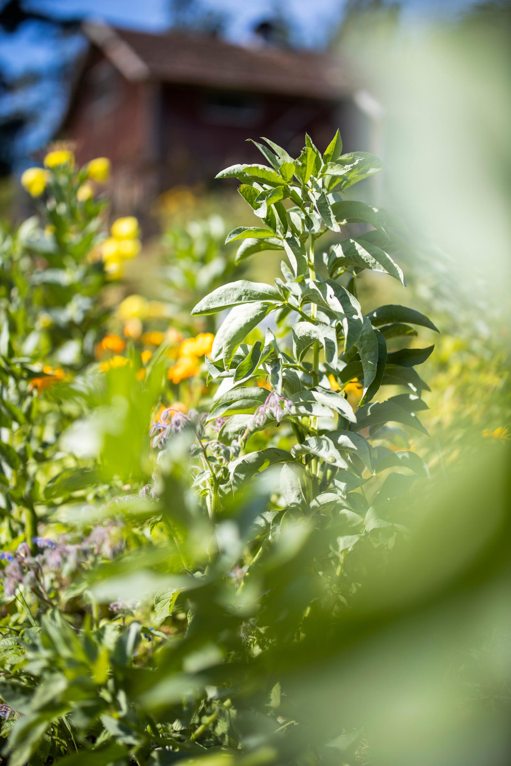 Broad beans and potatoes improve the soil.
