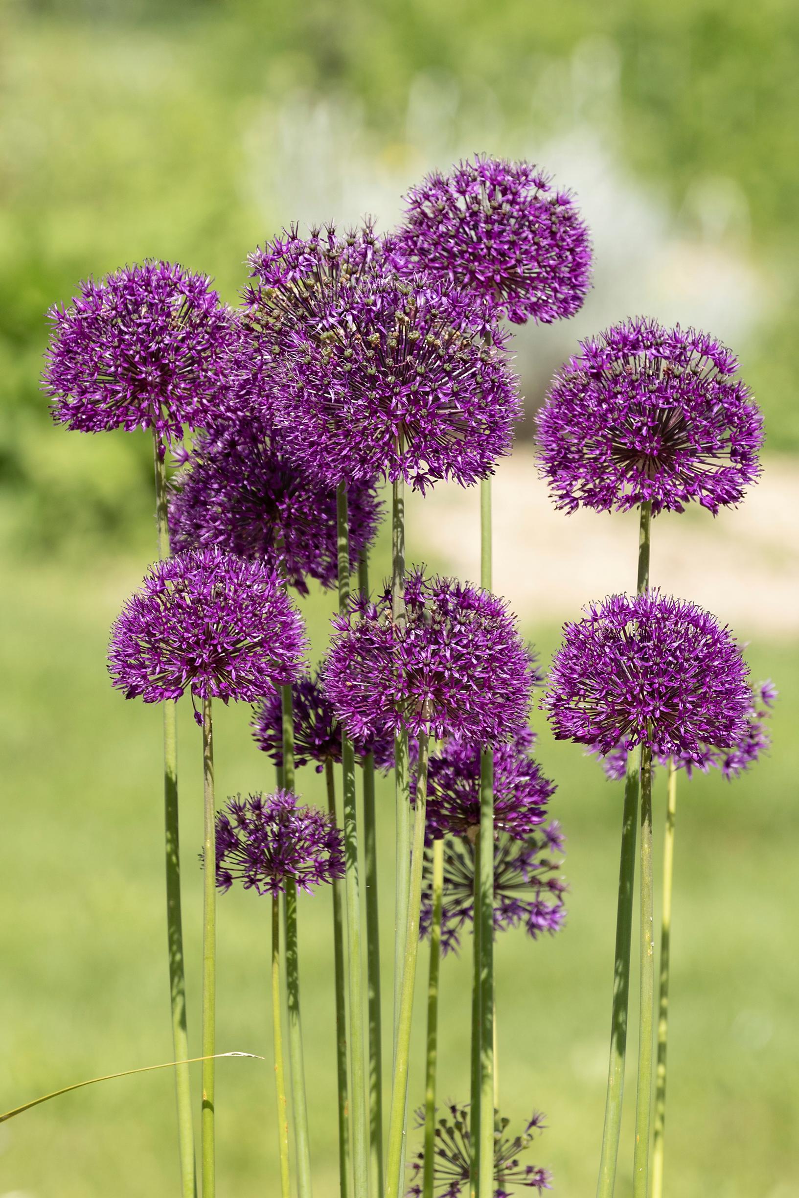 Dutch garlic ‘Purple Sensation,’ Allium hollandicum