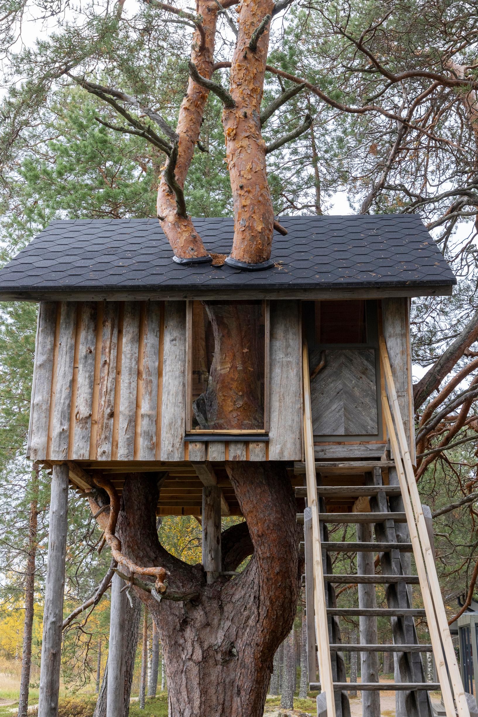 A treehouse built around a forked pine trunk running through its center, with stairs and a window