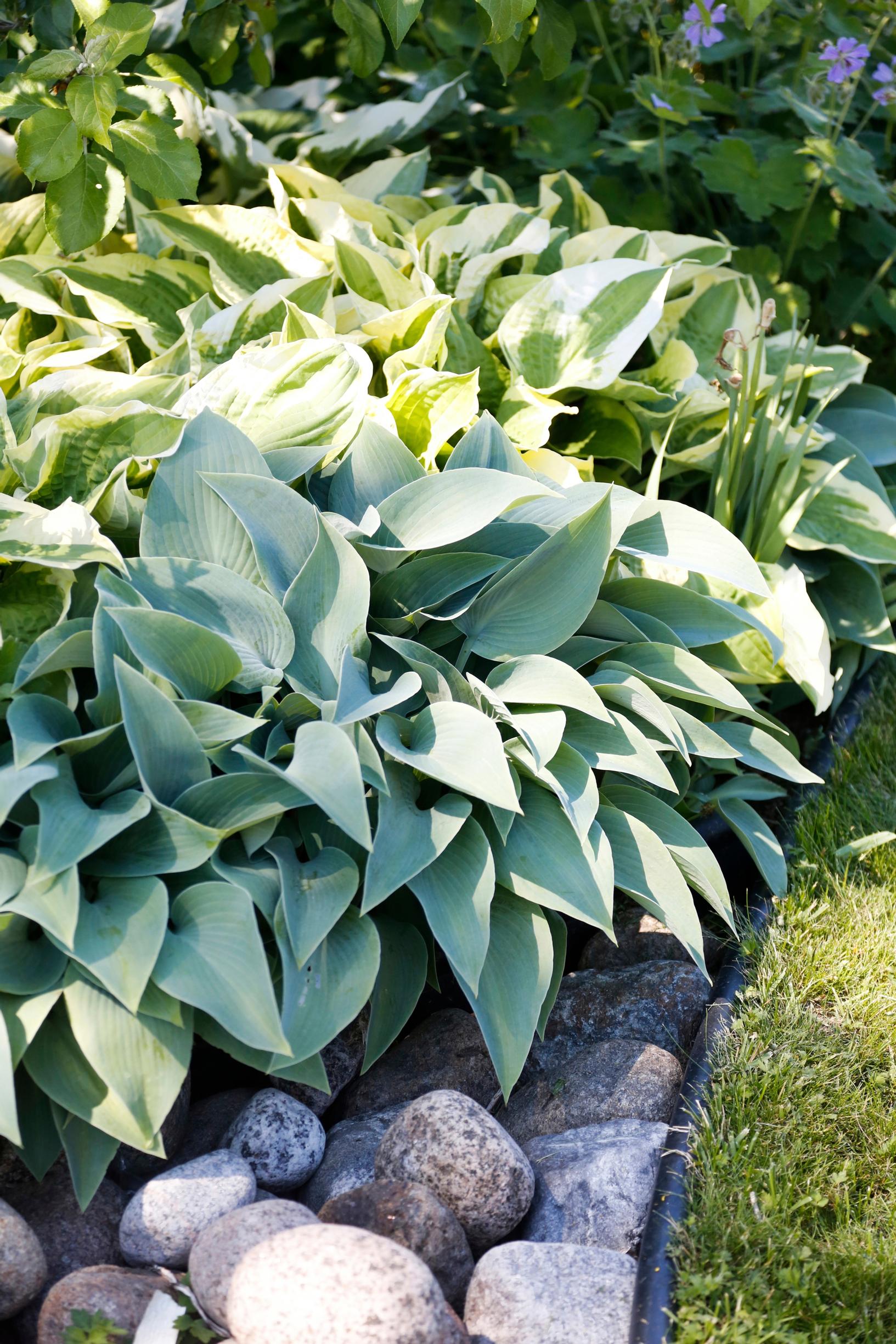 Hosta