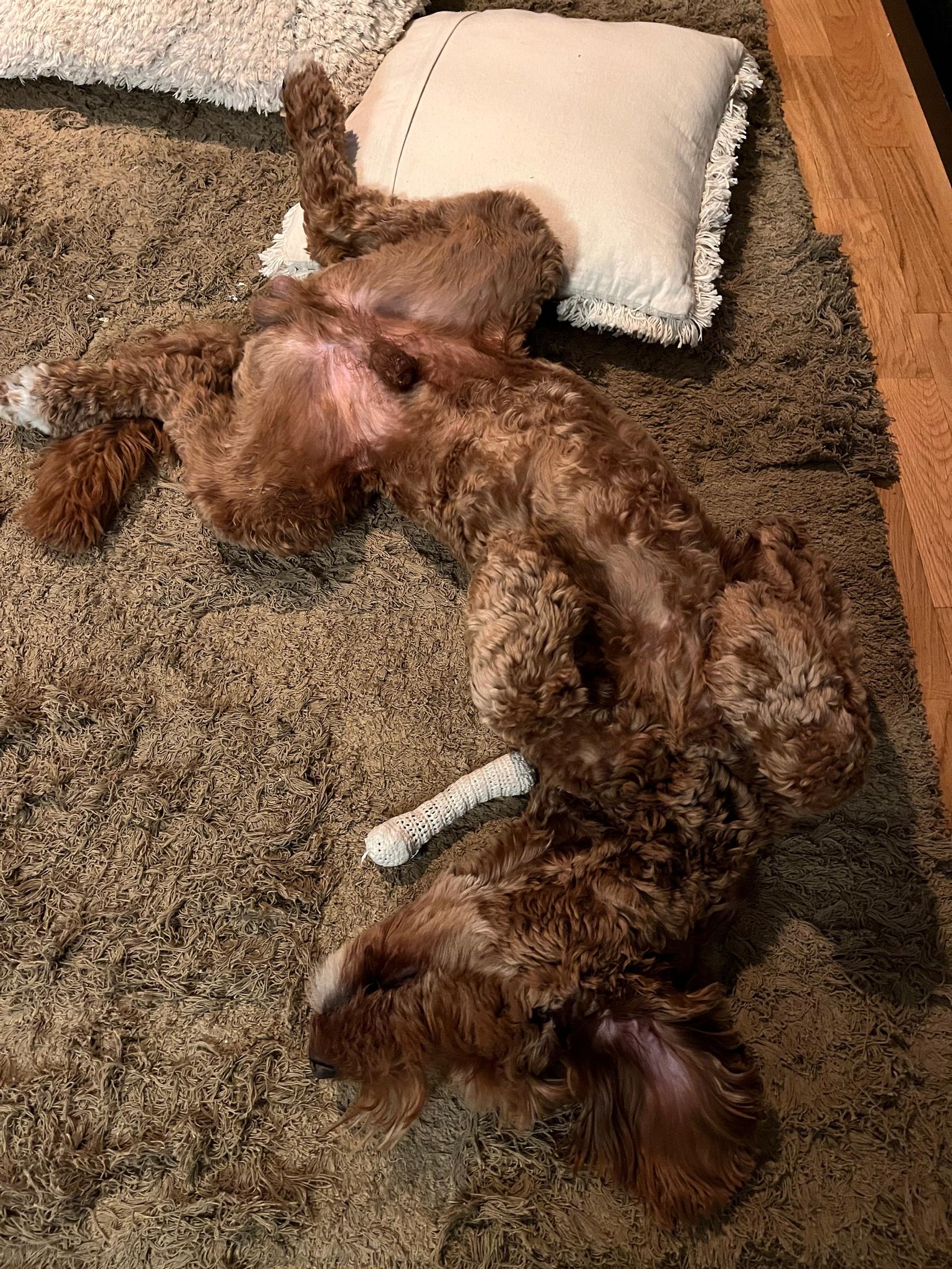 A dog tired out from playing