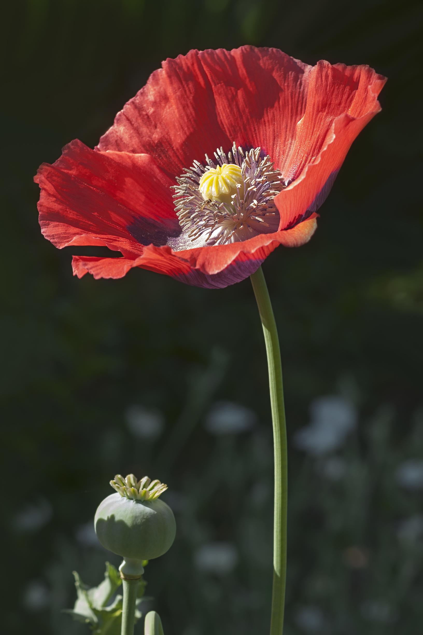 Opium poppy