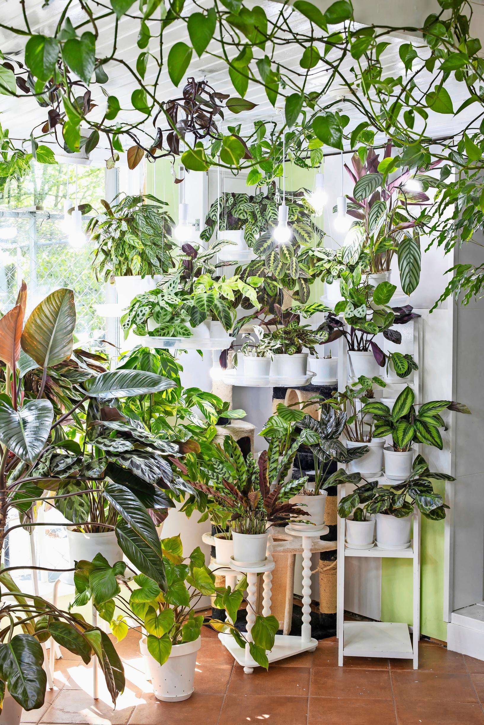 Maranta plants in a lush greenhouse