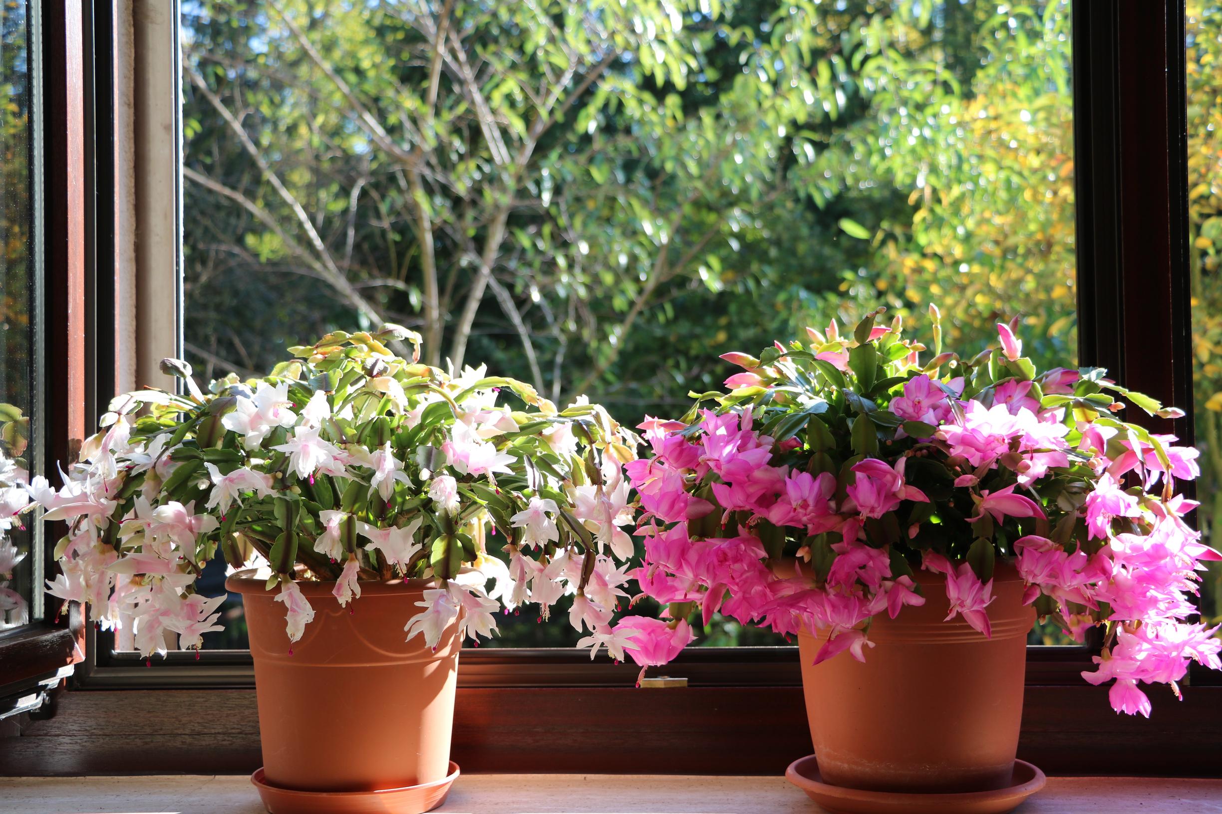 Light pink and bright pink Christmas cacti in pots