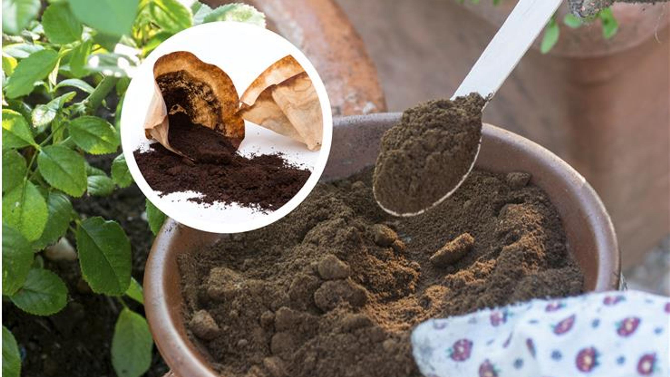 Use coffee grounds in your garden—these plants will benefit (but be careful with your seedlings)