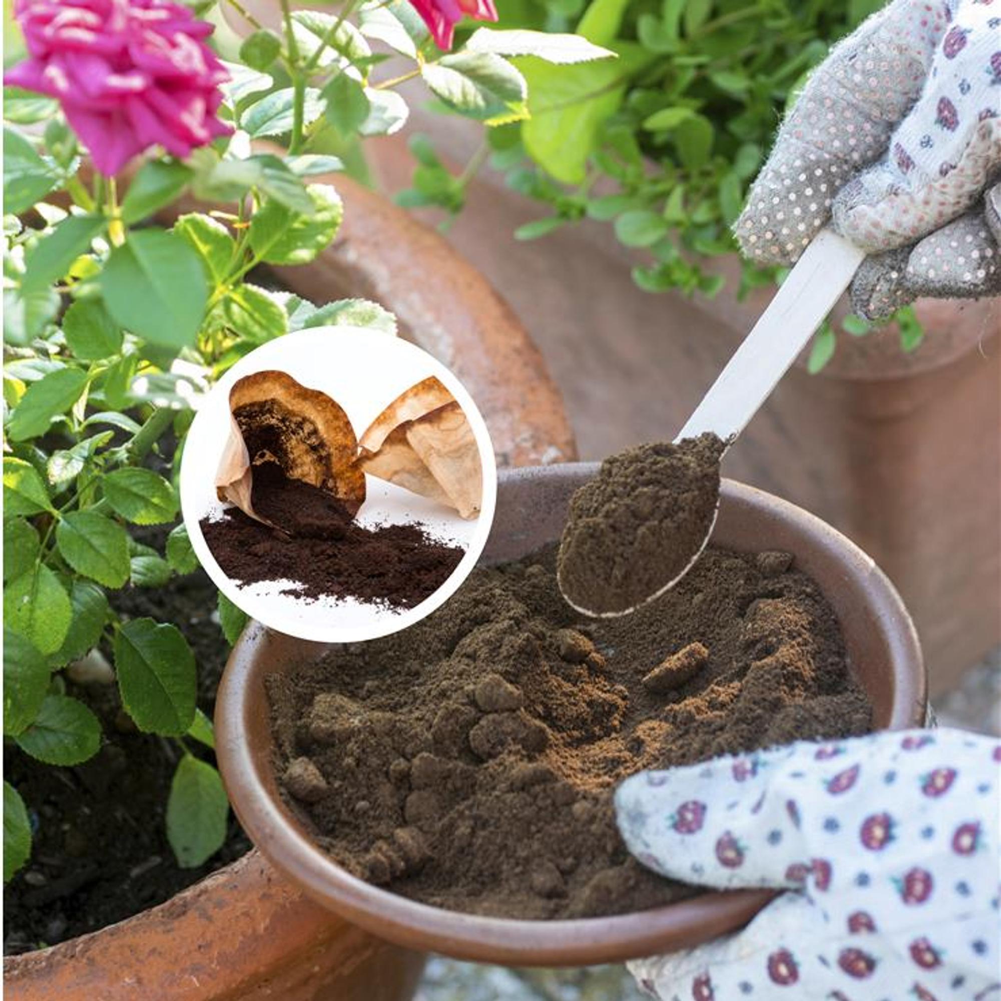 Use coffee grounds in your garden—these plants will benefit (but be careful with your seedlings)