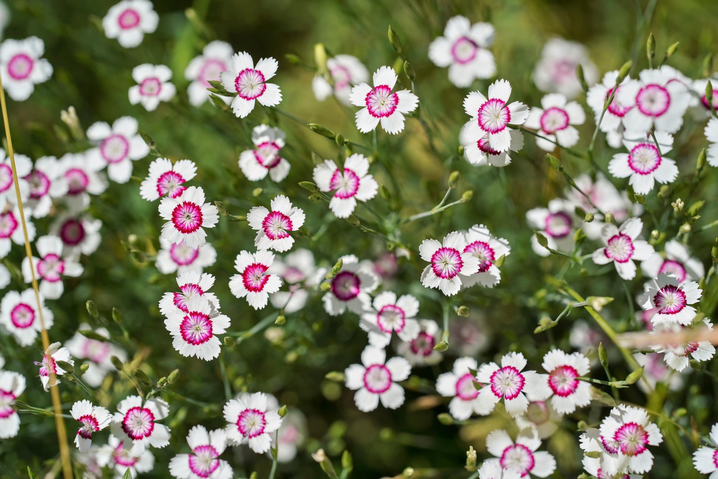 Maiden pink ‘Arctic Fire’