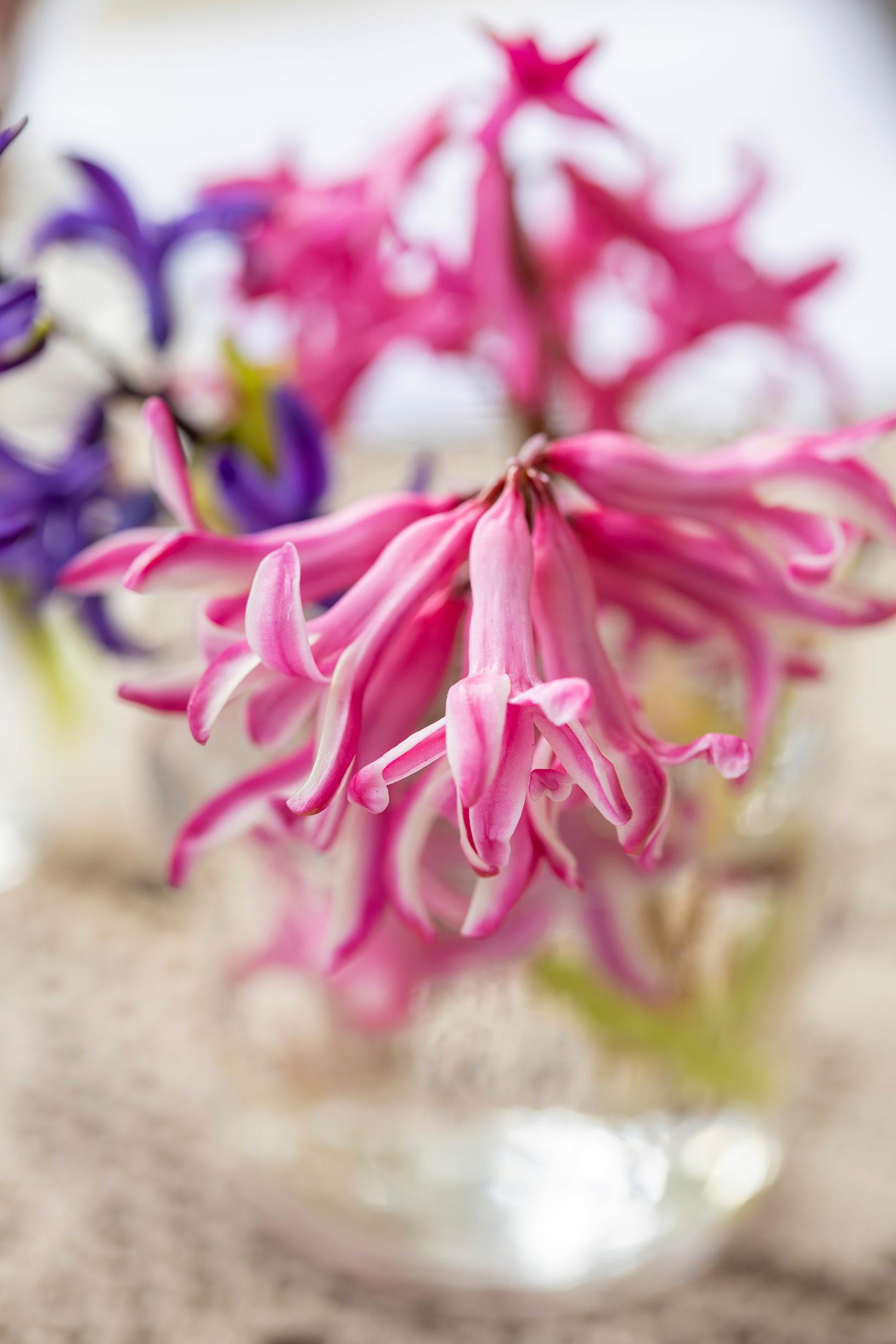 Hyacinth in the garden: pink hyacinth in a vase
