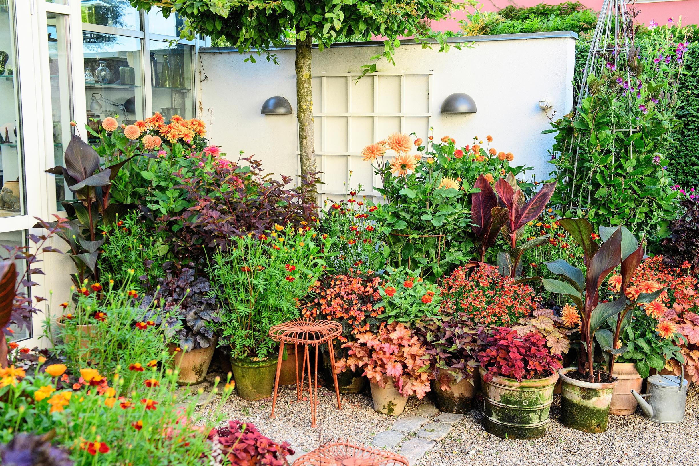 Orange summer flowers in Claus Dalby’s container garden