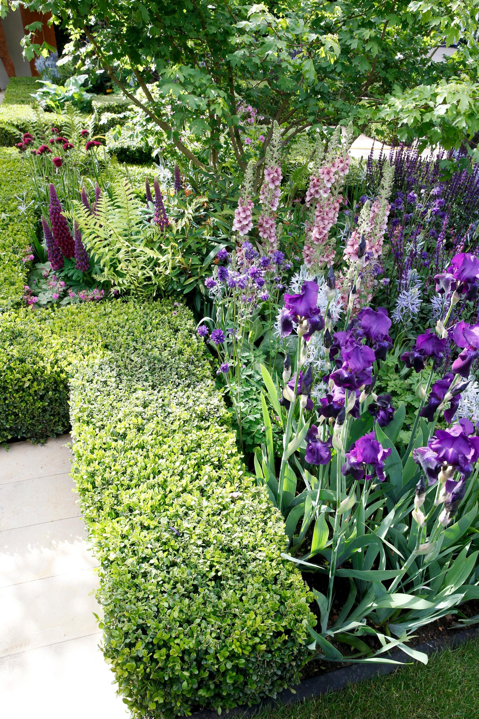 Flower bed edging: low hedge