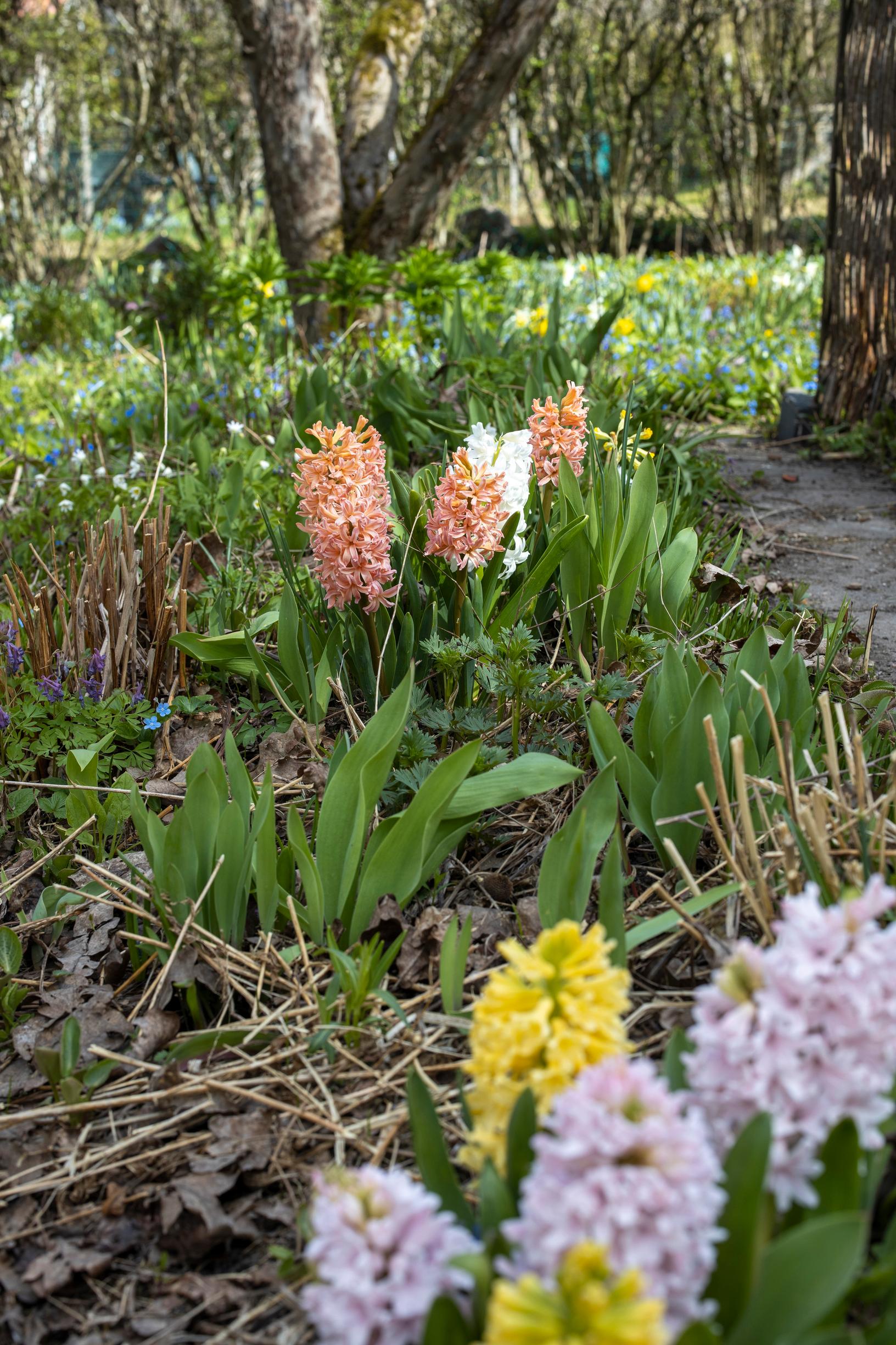 hyacinth in the garden