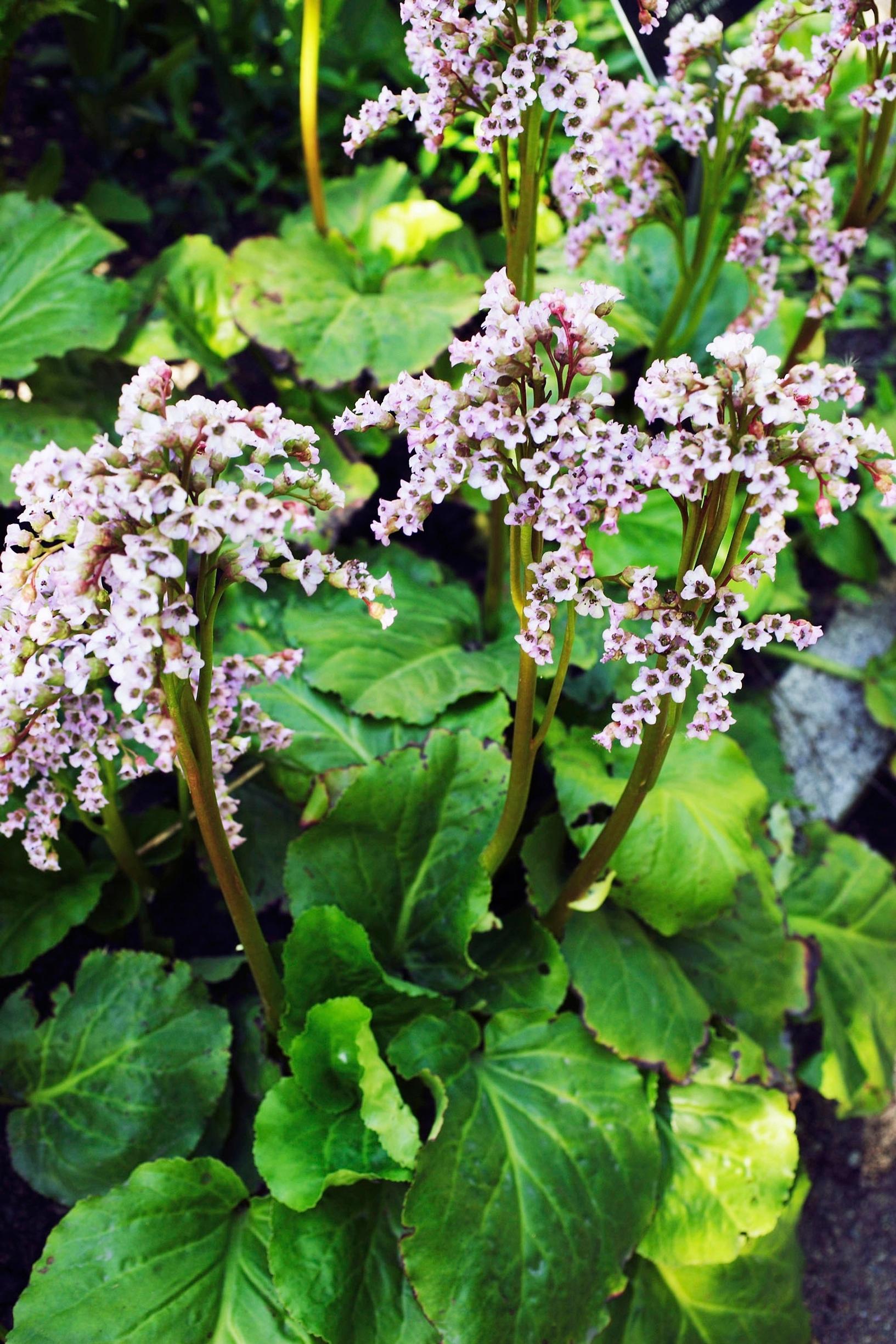 Easy grow perennial flowers