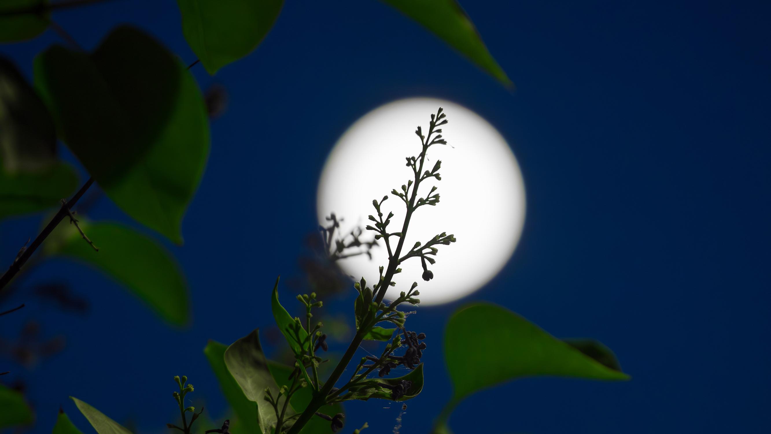 The lunar calendar can help home gardeners—here’s how to make the most of the moon’s phases in gardening