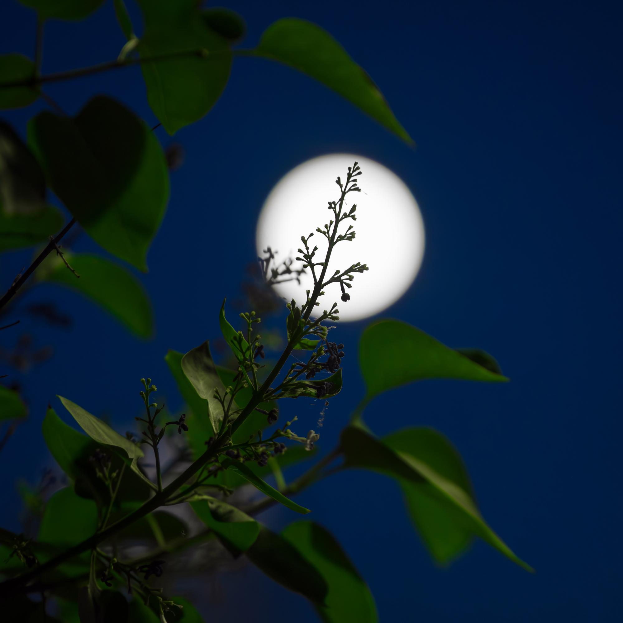 The lunar calendar can help home gardeners—here’s how to make the most of the moon’s phases in gardening
